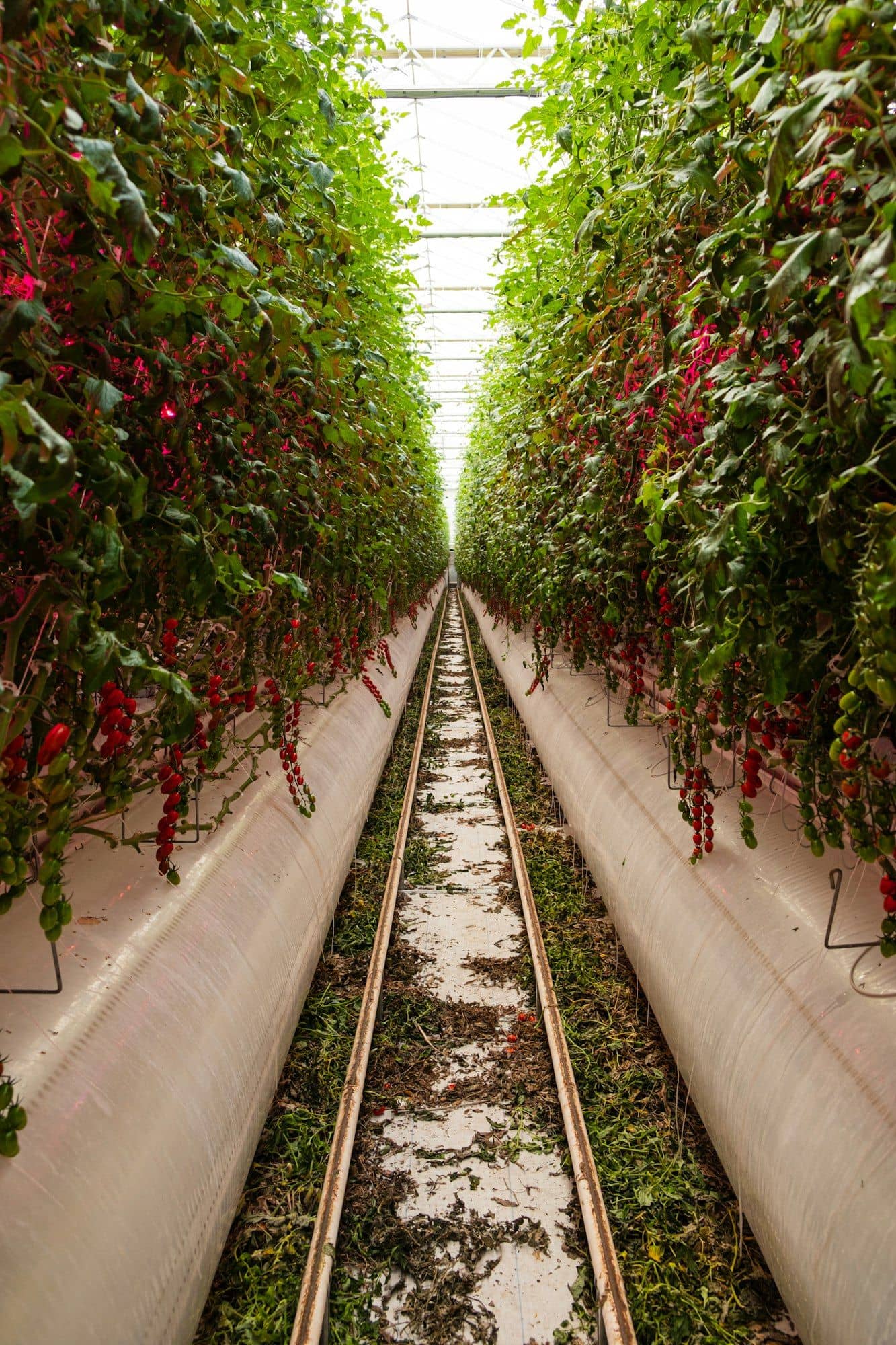 High-wire cherry tomato rows with hanging trusses on raised gutters in a glasshouse