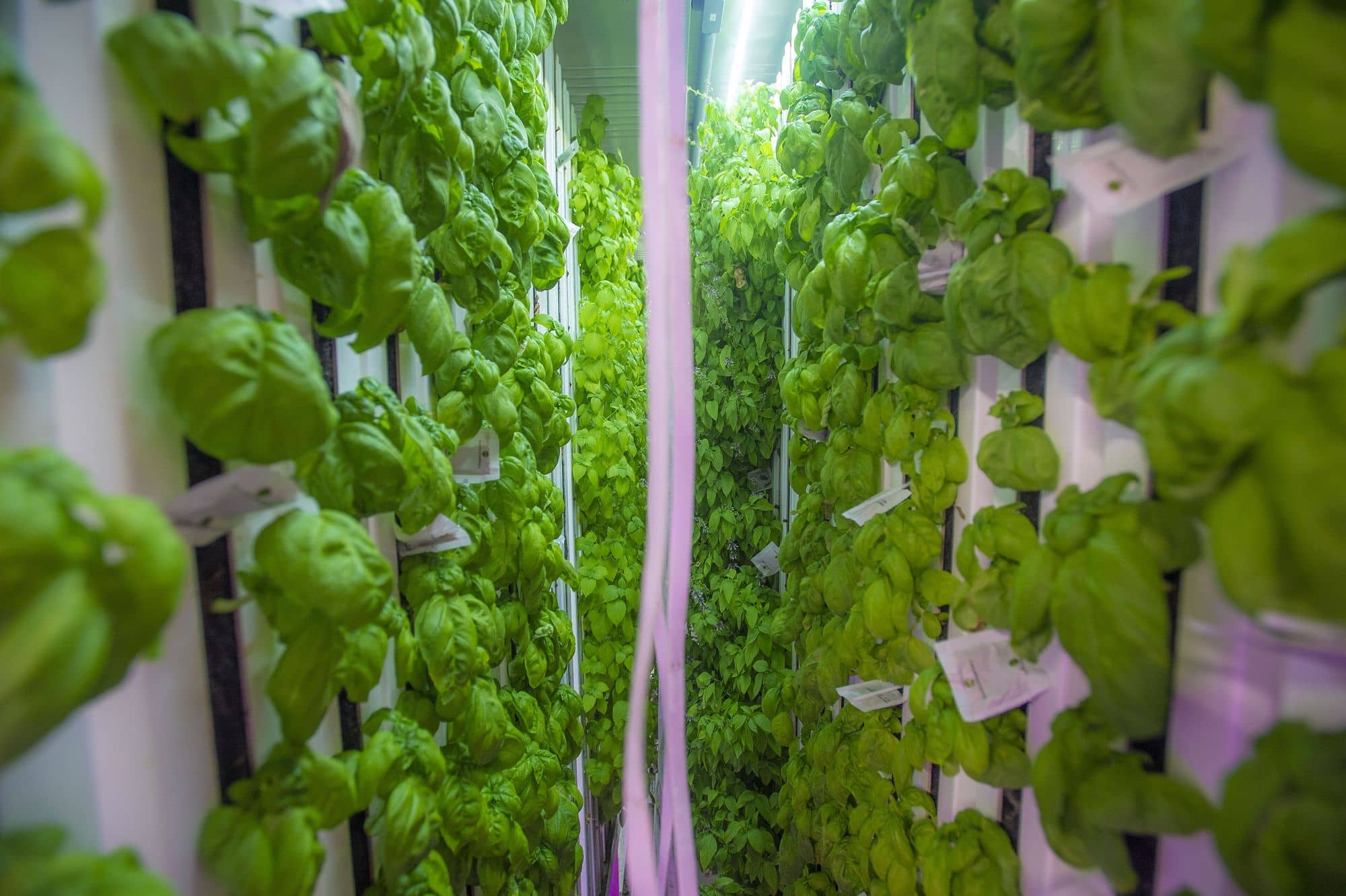 Vertical columns of basil growing inside a shipping container farm under pink LED light