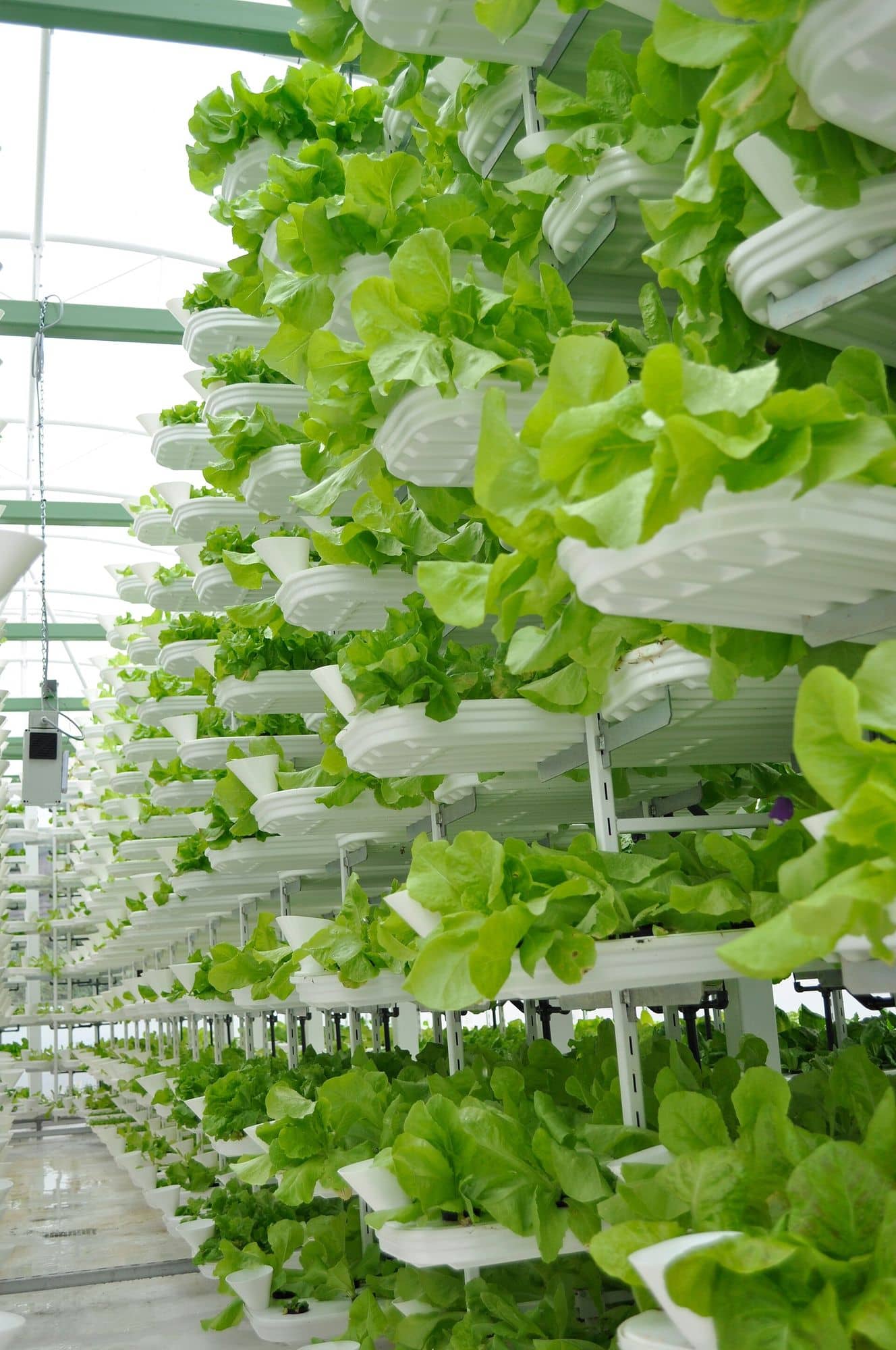 VertiCrop system with lettuce trays stacked in vertical rows inside a greenhouse