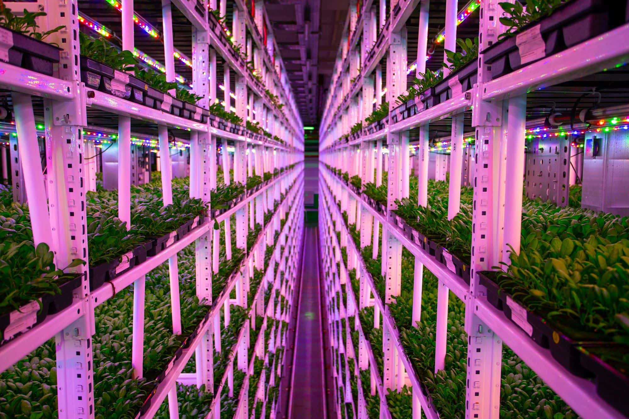 Long aisle between multi-tier racks of leafy greens lit by pink LED grow lights in an indoor vertical farm