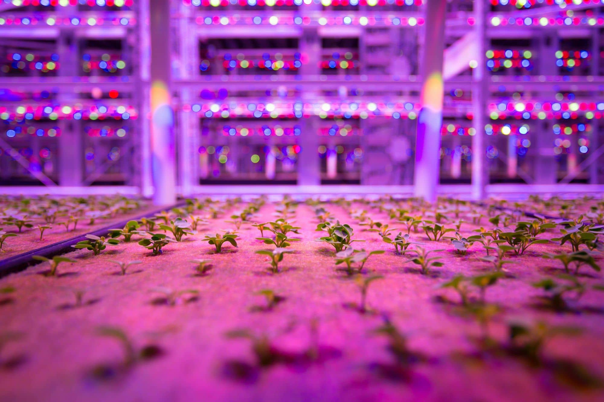 Seedlings on a grow tray in front of racks of LED grow lights in an indoor farm