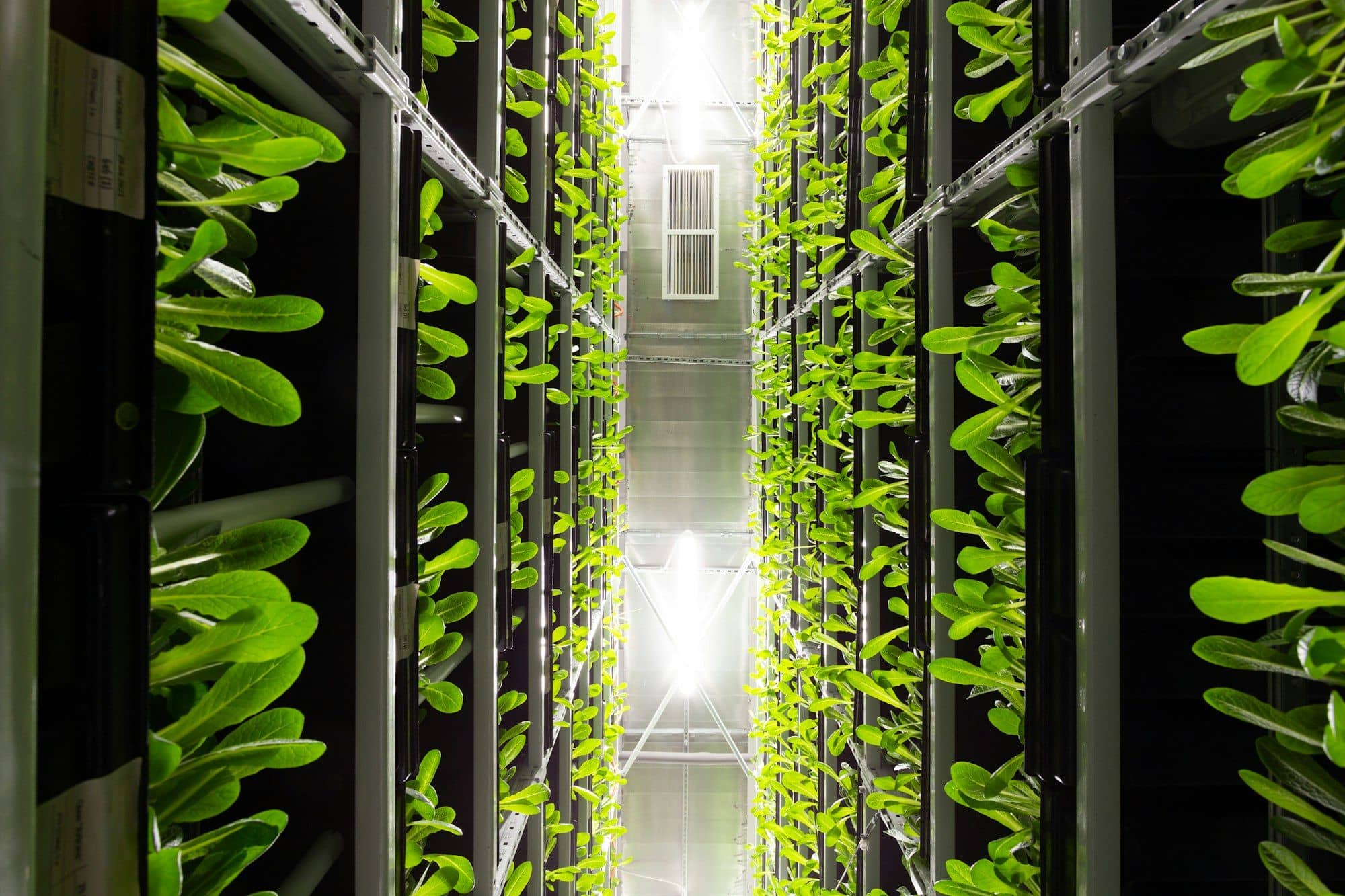 Vertical growing panels of lettuce between tall racks in an indoor farm