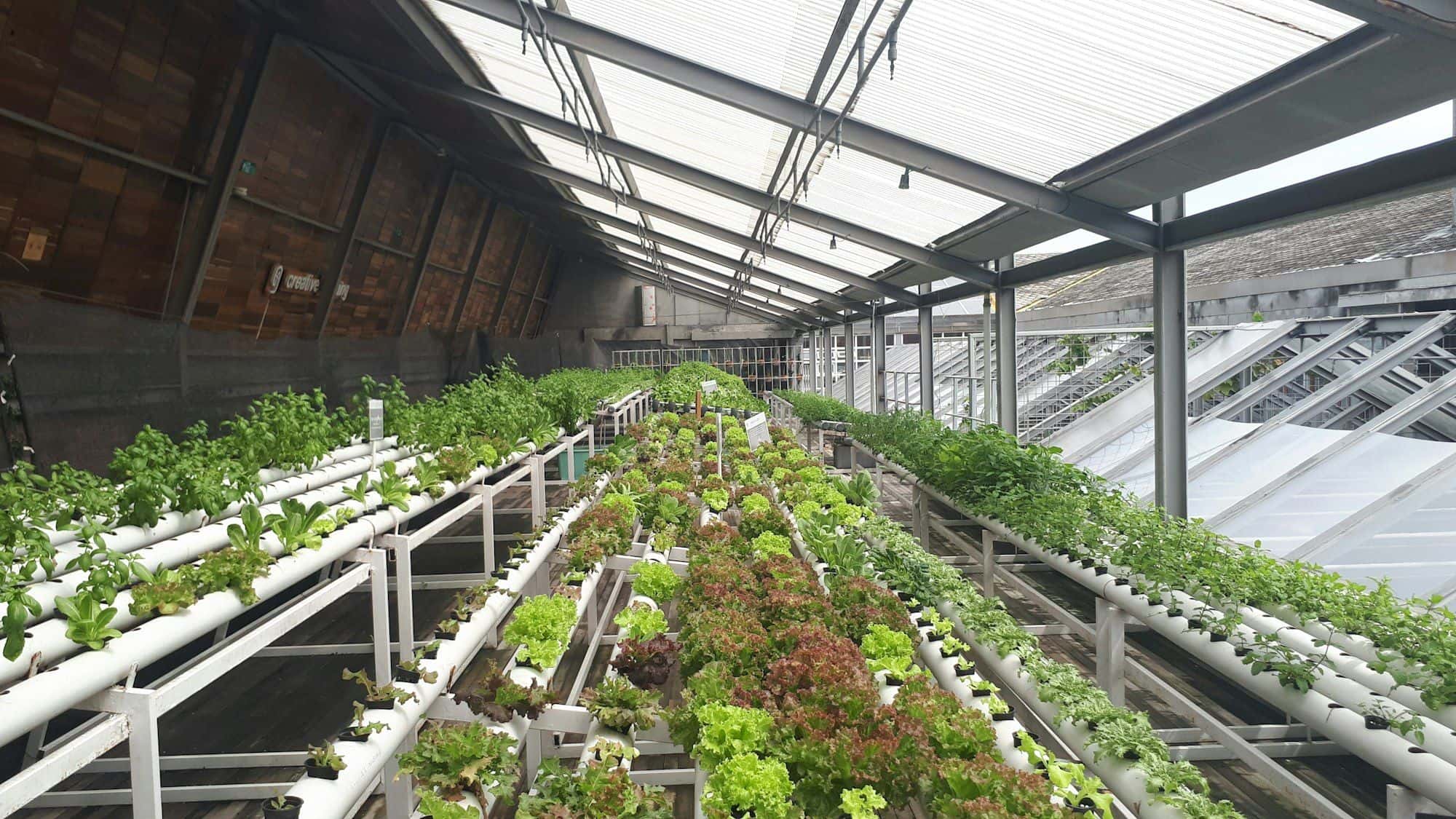 Tables of NFT hydroponic pipes growing lettuce and herbs inside a greenhouse