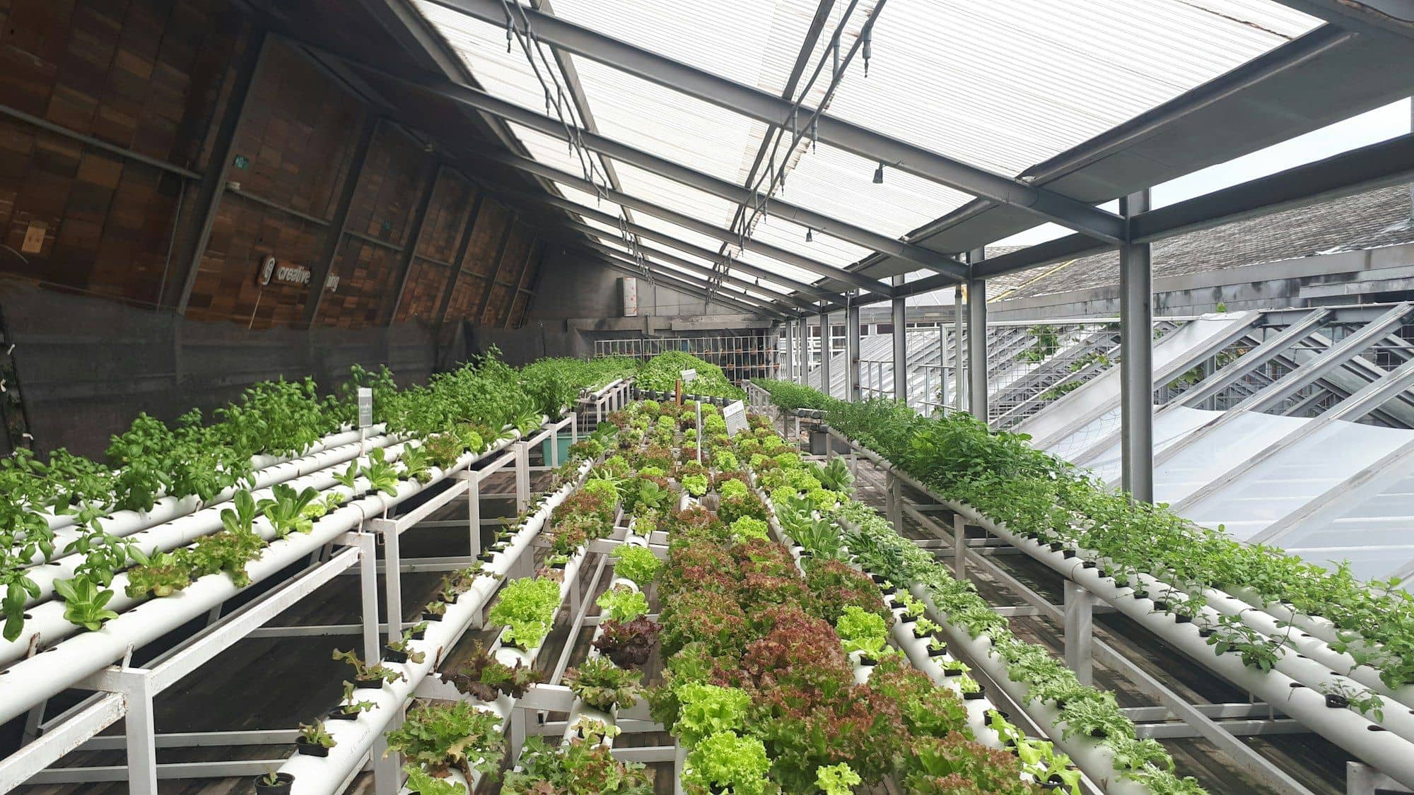 Tables of NFT hydroponic pipes growing lettuce and herbs inside a greenhouse