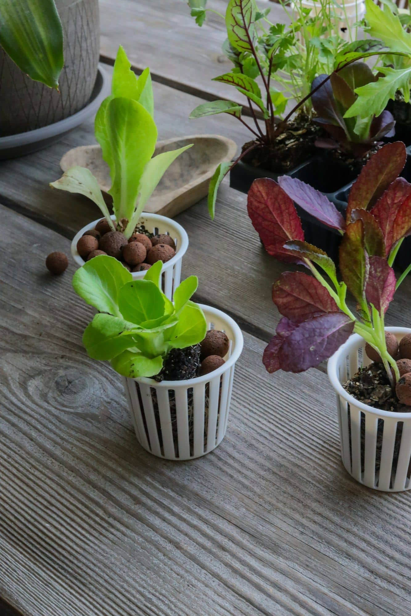 Lettuce and chard seedlings in net pots with clay pebbles on a wooden table