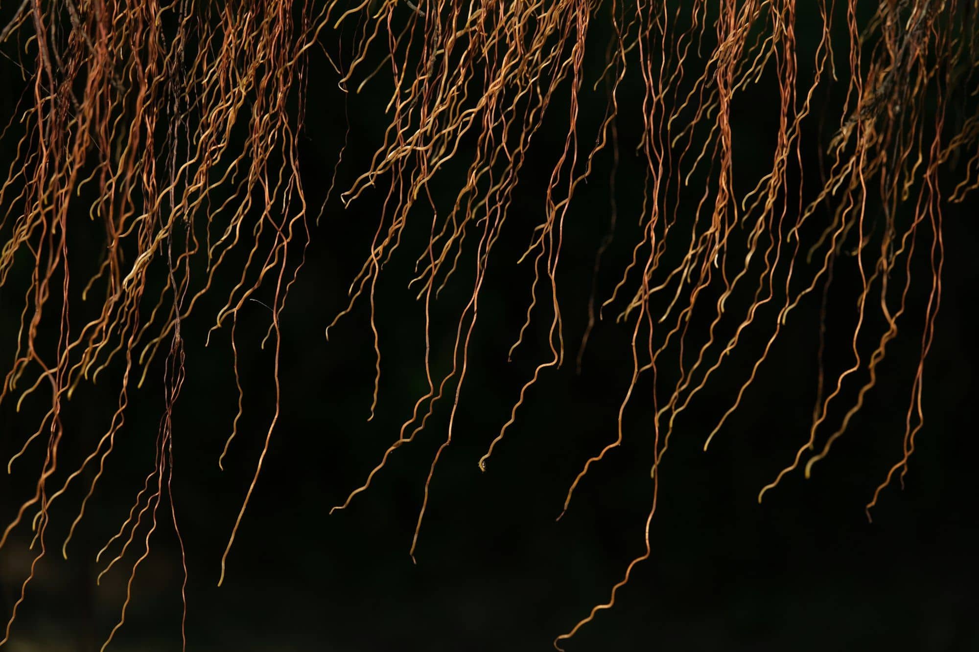 Bare plant roots hanging down against a dark background