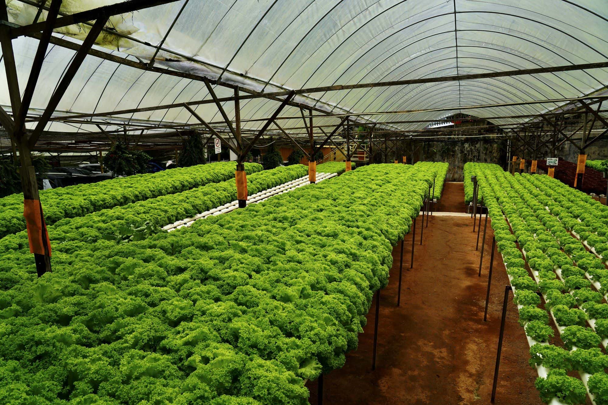 Long hydroponic beds of curly lettuce inside a polyhouse