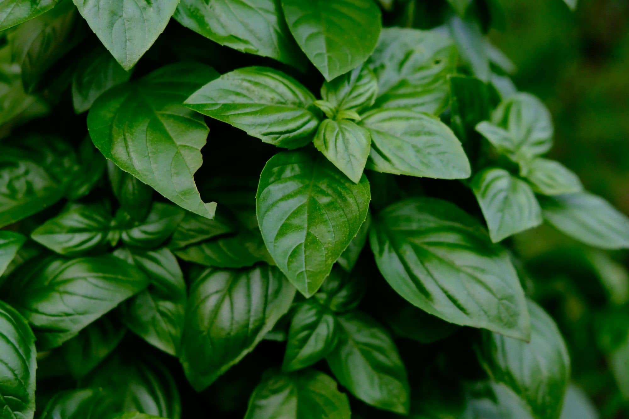 Close-up of fresh basil leaves