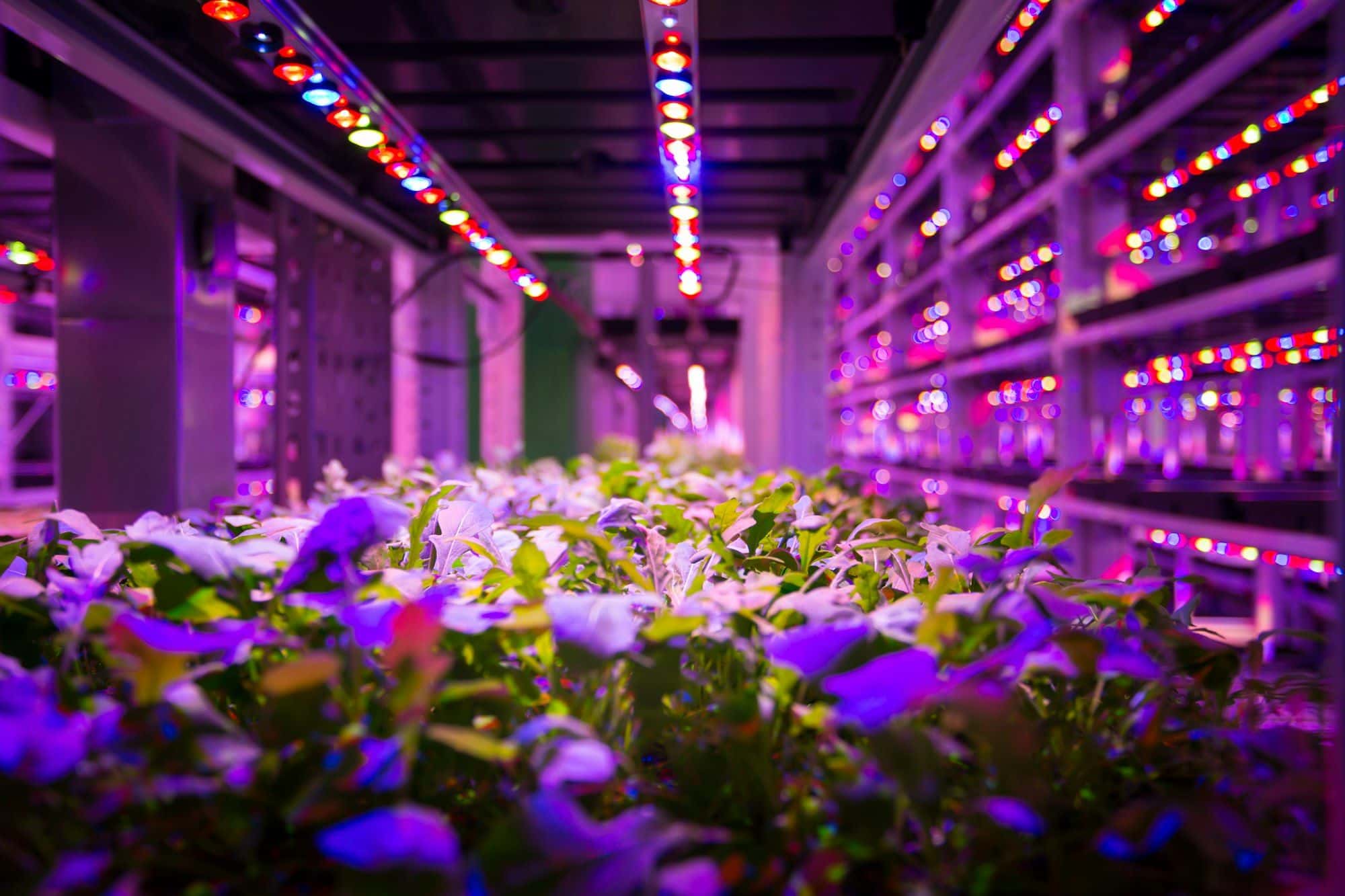 Plants glowing under purple LED grow lights on racks in an indoor farm