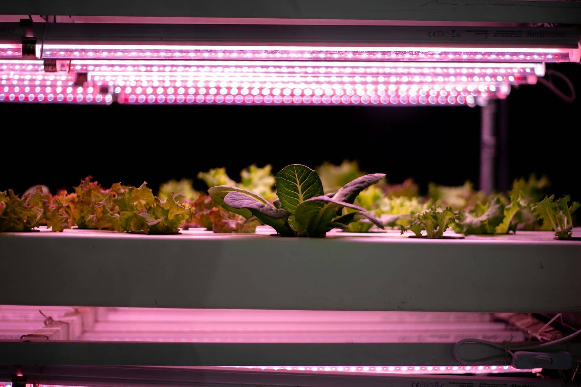 Lettuce growing on a shelf beneath pink LED grow light tubes