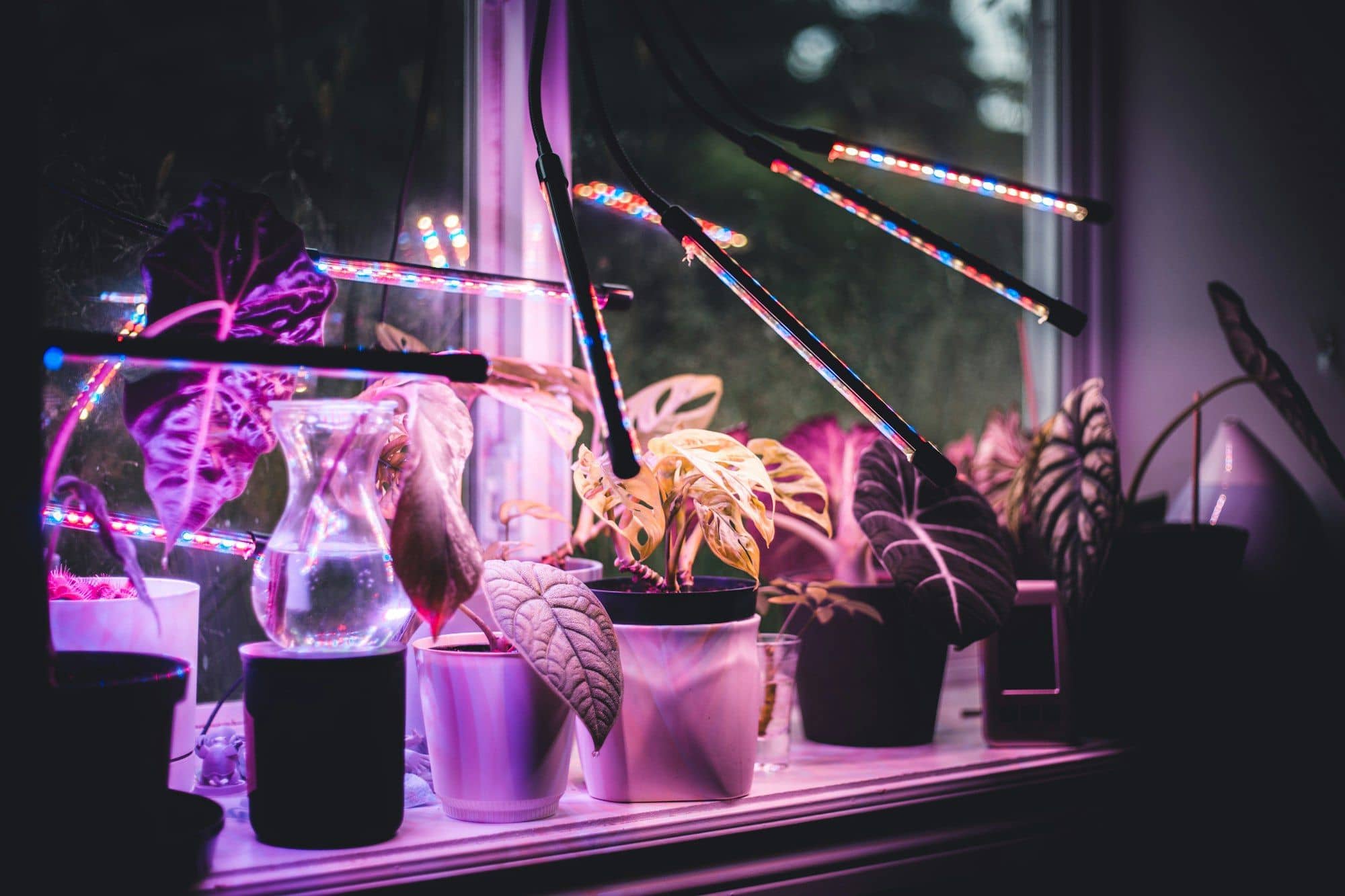 Adjustable LED grow light arms shining on houseplants on a windowsill