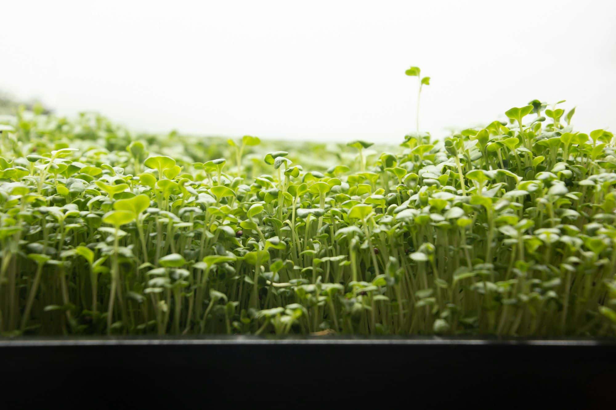 Tray of dense microgreens seen at eye level