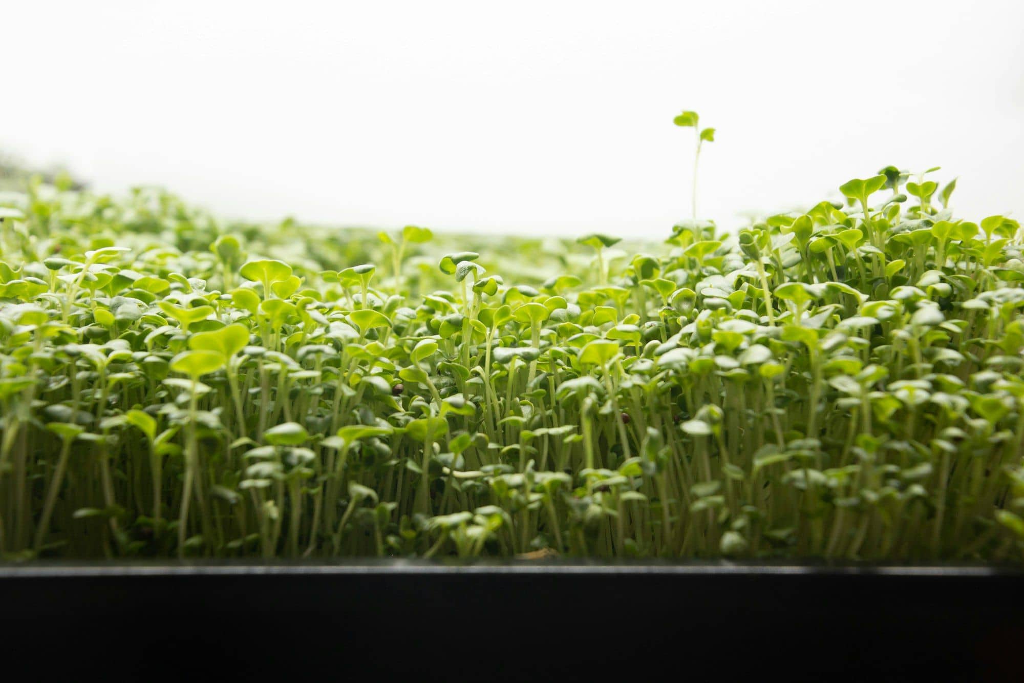 Tray of dense microgreens seen at eye level
