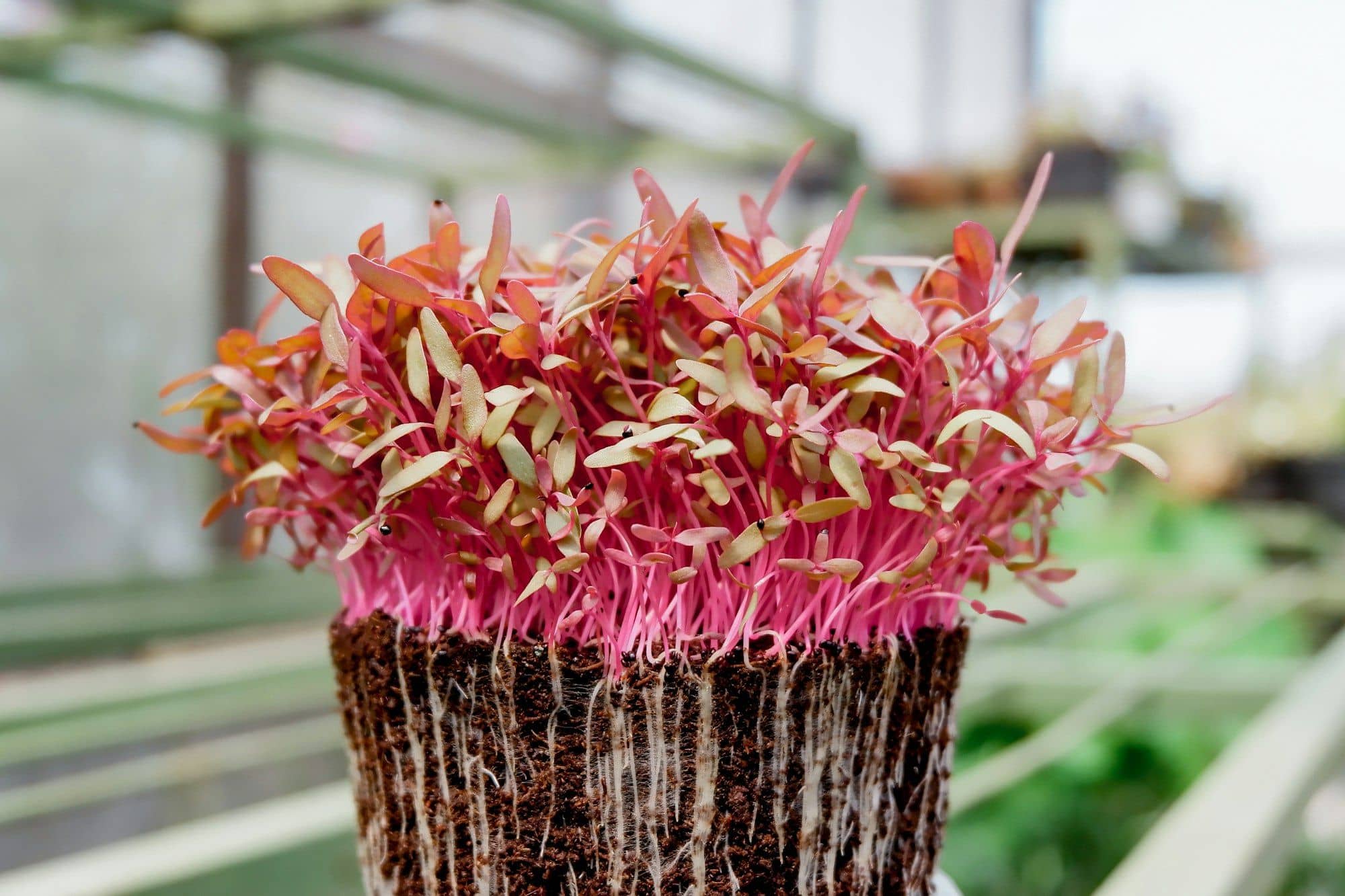 Block of red amaranth microgreens showing its roots, on a greenhouse shelf