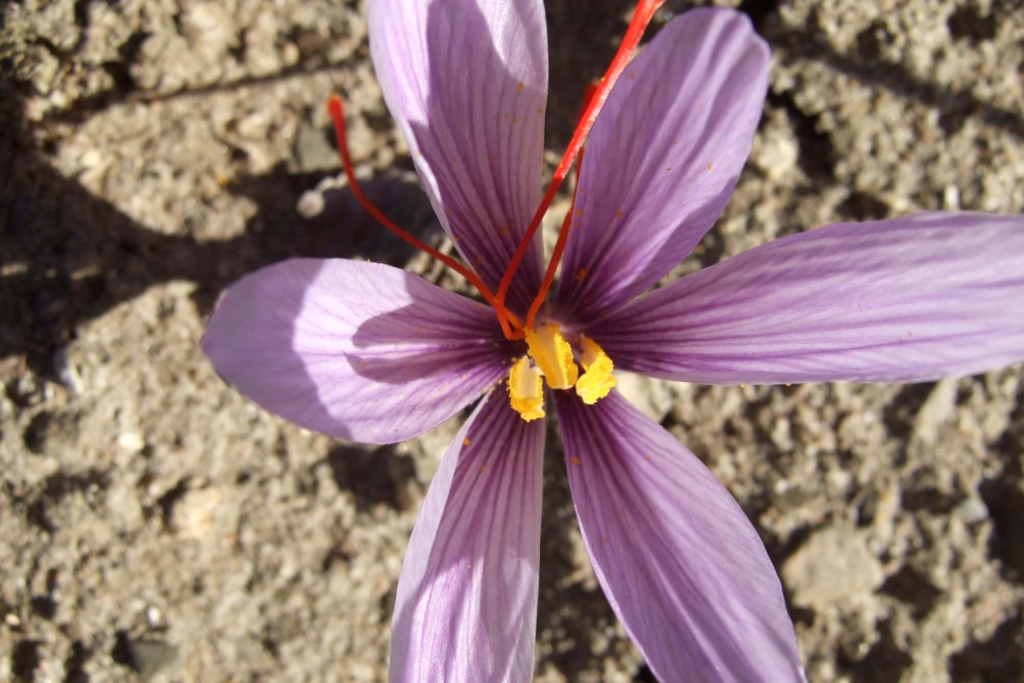 Saffron crocus flower seen from above with its three red stigmas