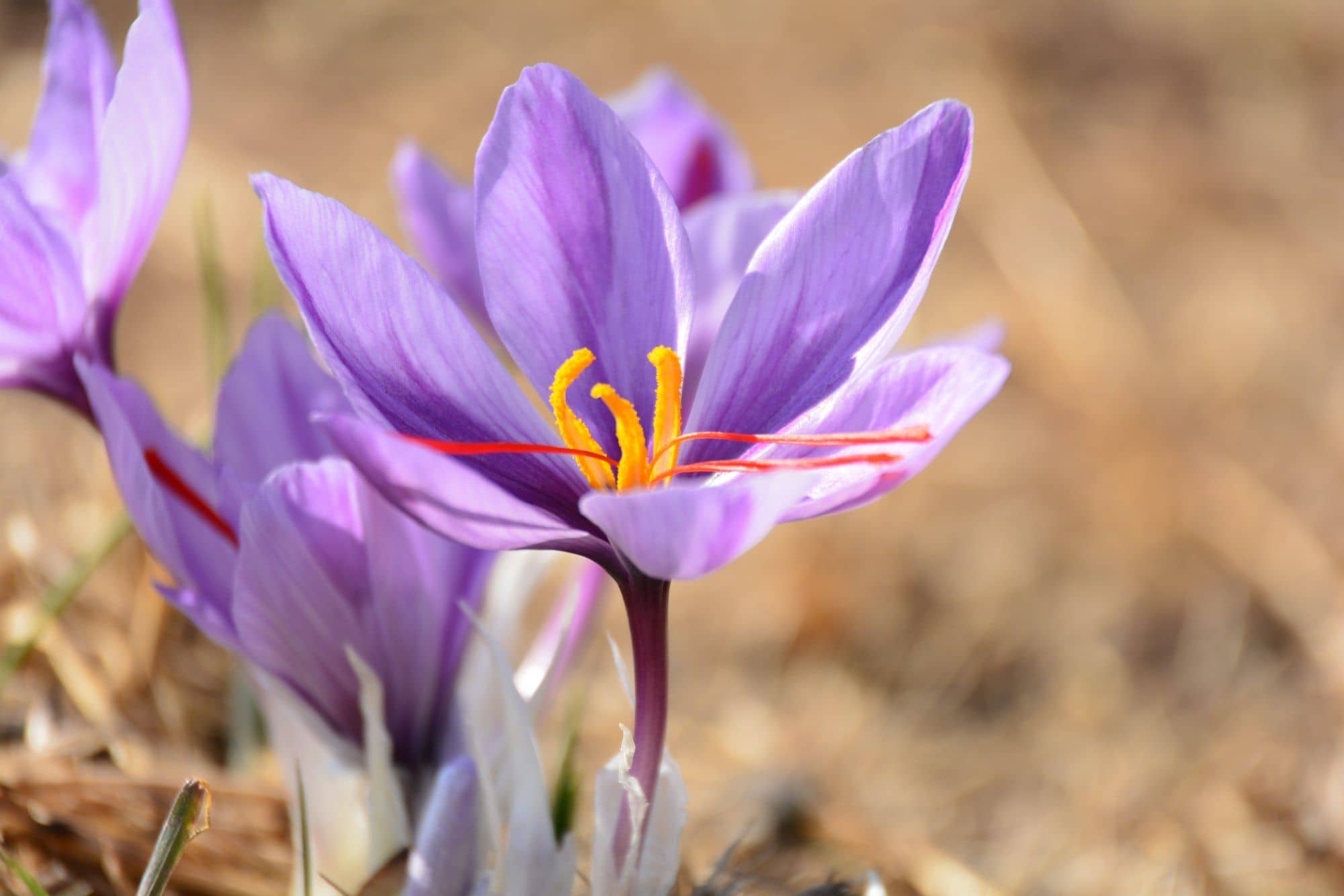 Close-up of purple saffron crocus flowers with red stigmas and yellow stamens