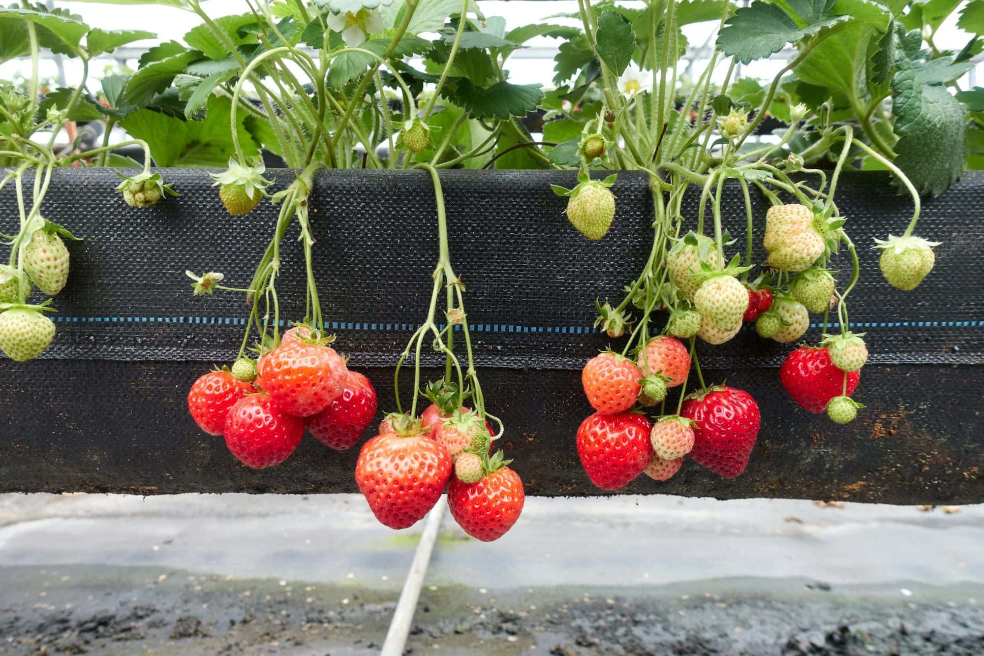 Ripe and unripe strawberries hanging from a raised growing trough in a greenhouse