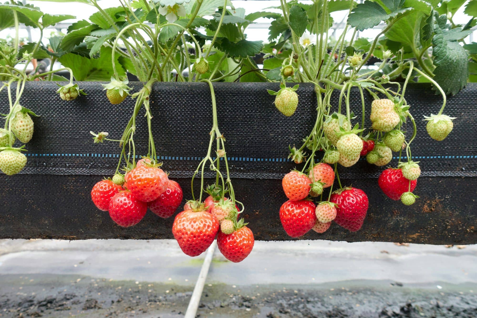 Ripe and unripe strawberries hanging from a raised growing trough in a greenhouse