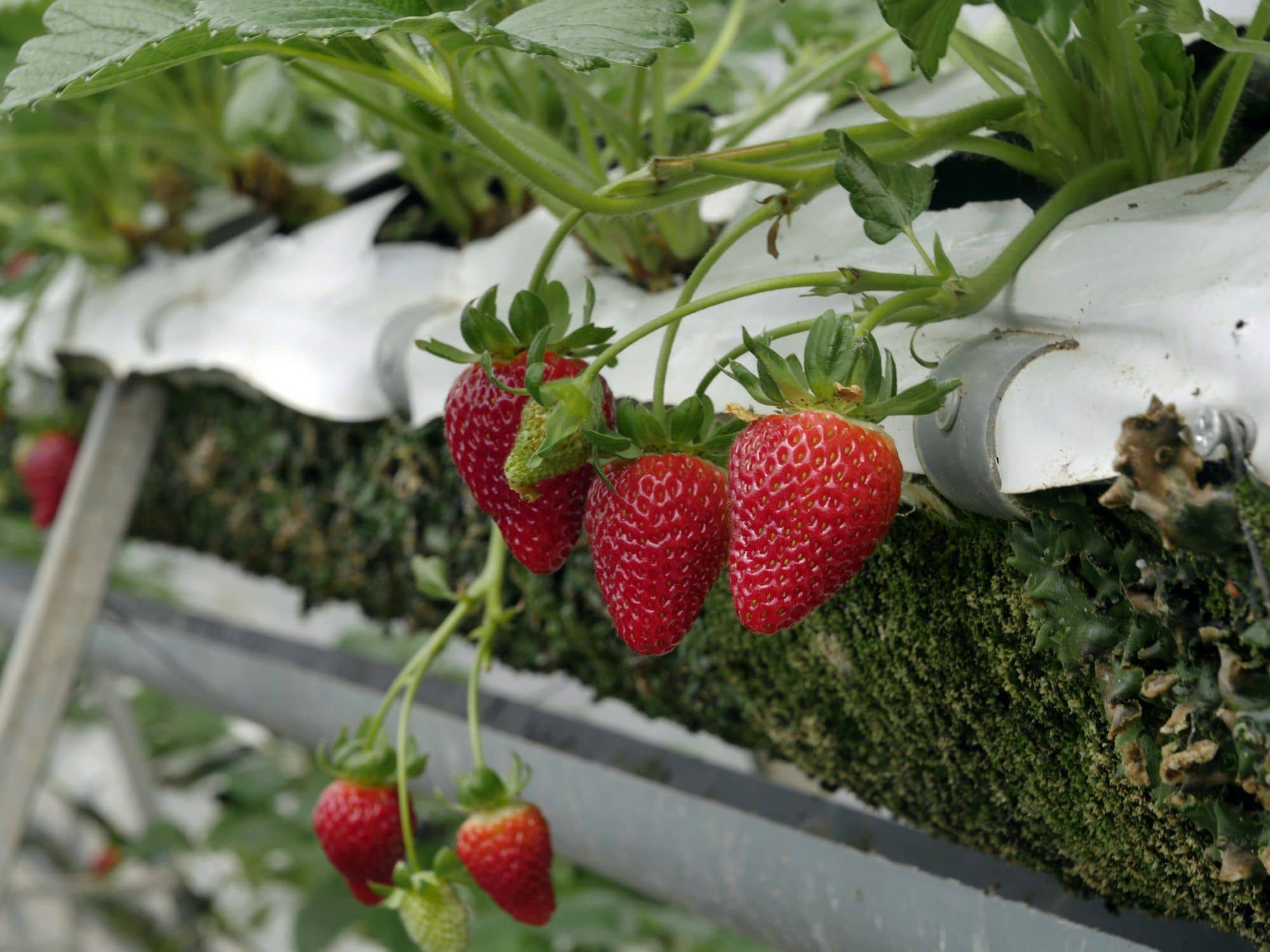 Ripe strawberries hanging from a raised hydroponic gutter