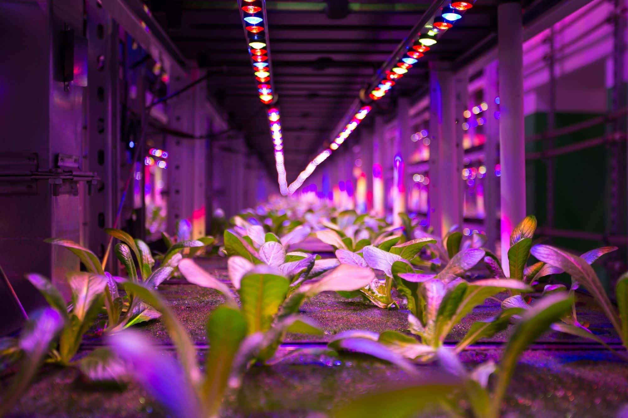 Young leafy plants growing in a row under purple and white LED light in an indoor farm