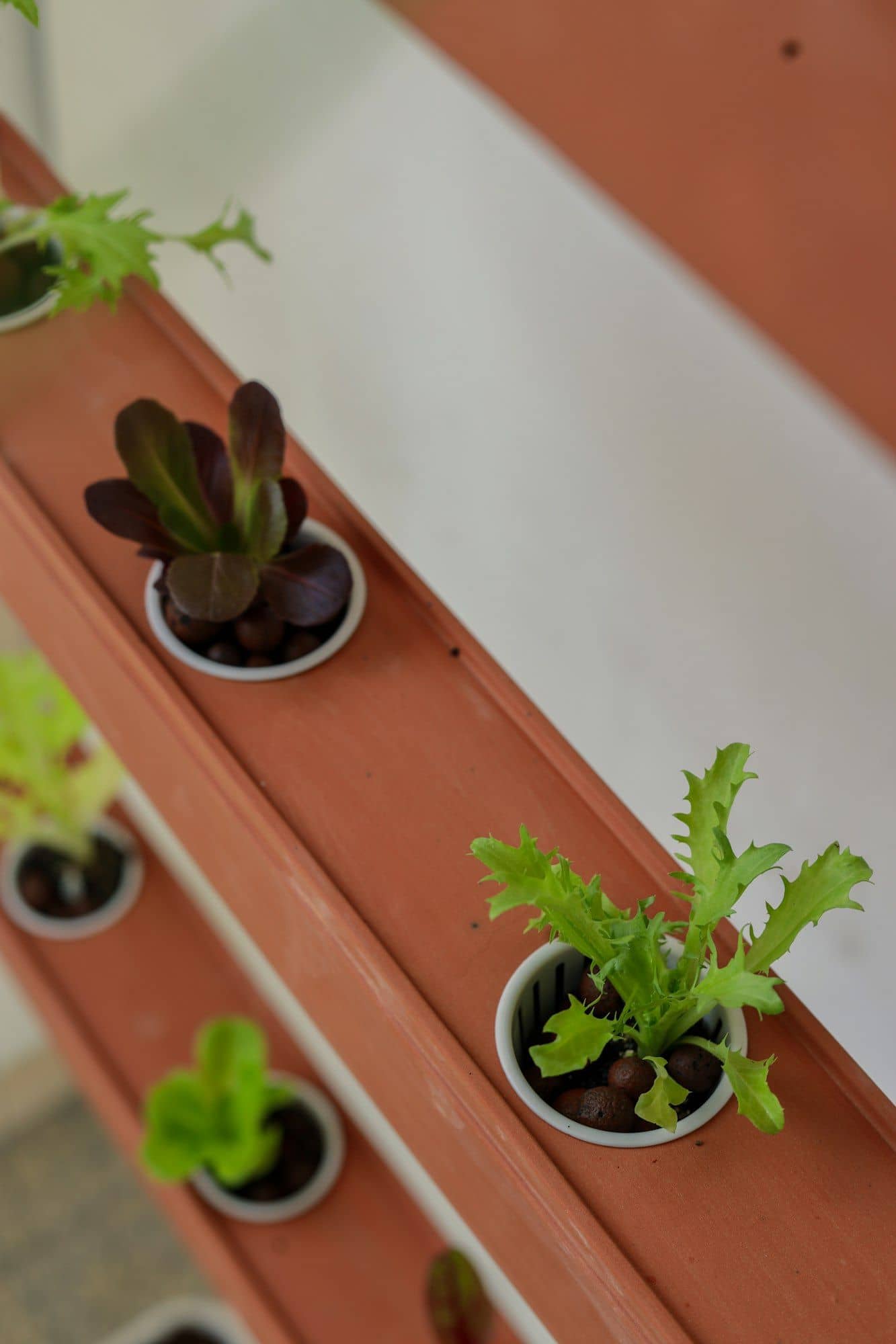 Lettuce seedlings in net pots with clay pebbles set into a terracotta-coloured hydroponic channel