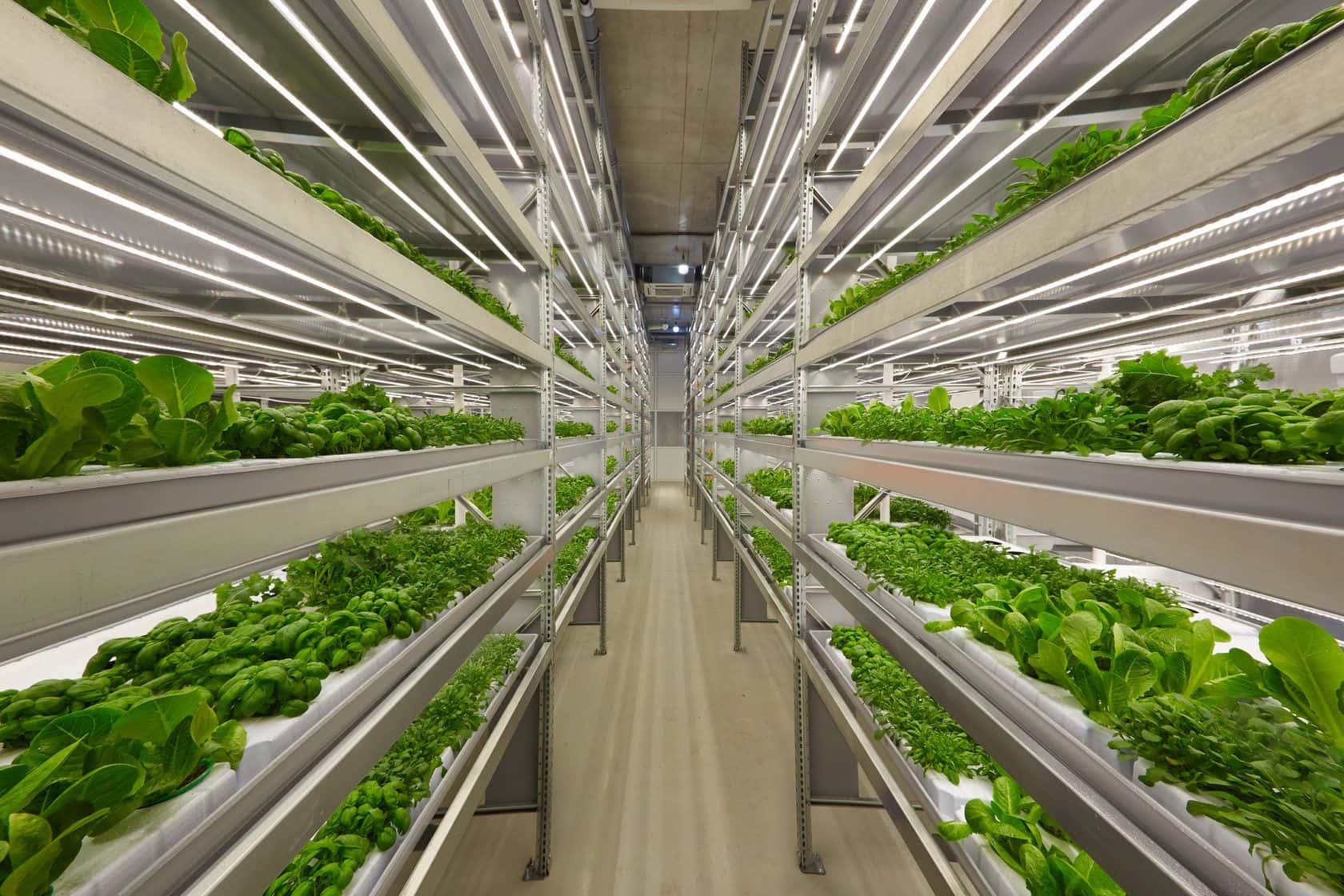 Stacked hydroponic shelves of greens under LED lights in a Finnish vertical farm