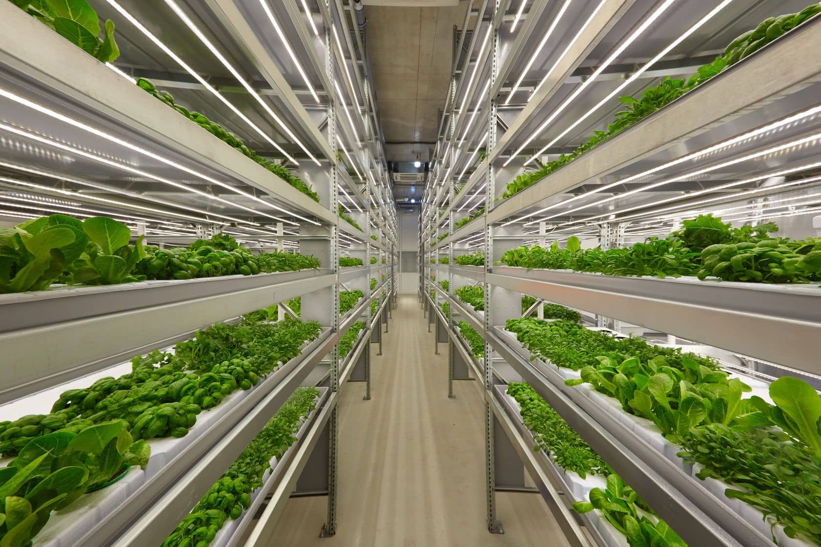 Stacked hydroponic shelves of greens under LED lights in a Finnish vertical farm