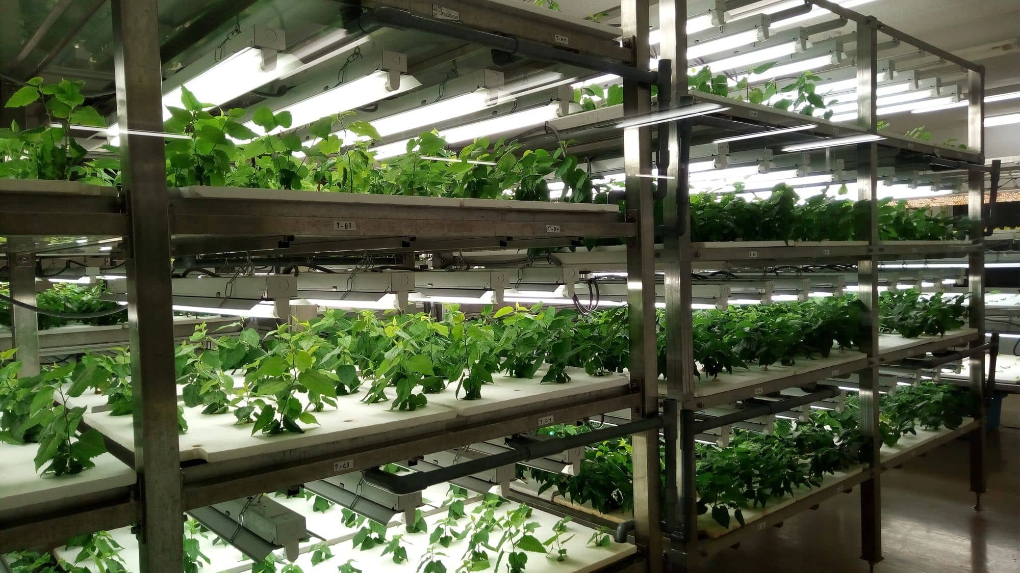 Multi-level hydroponic racks of mulberry plants under fluorescent lights in Japan
