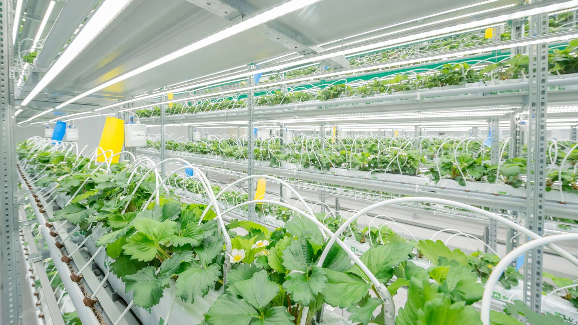 Strawberry plants on multi-tier racks under LED lights in an indoor vertical farm