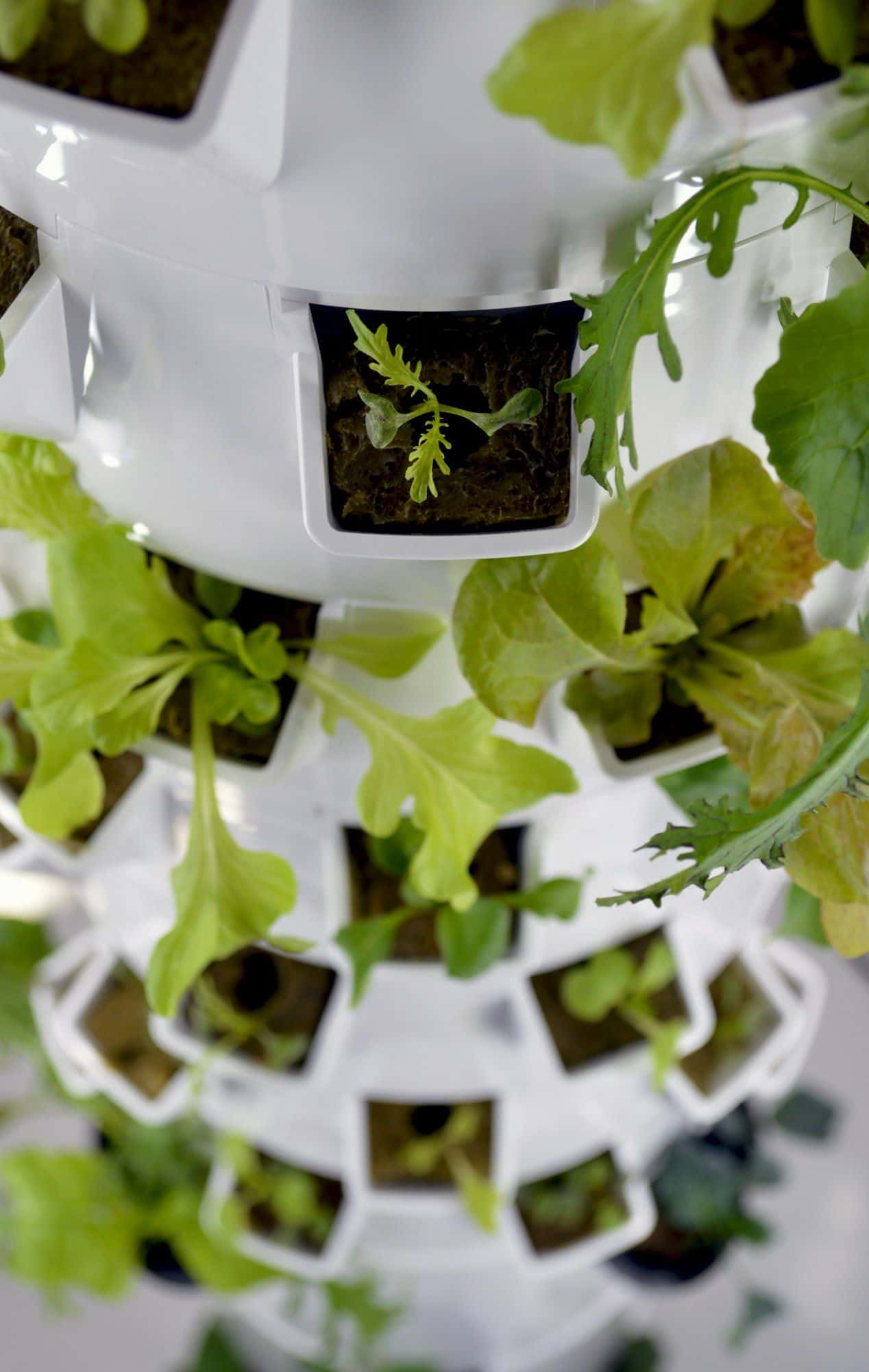 White home hydroponic tower with lettuce and rocket growing from its pockets