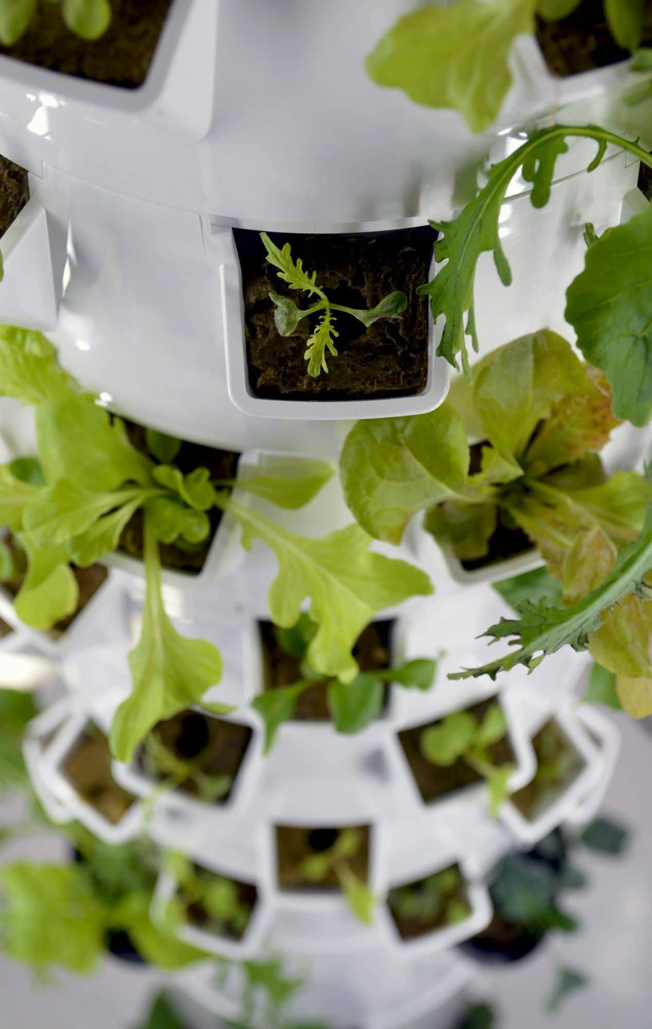 White home hydroponic tower with lettuce and rocket growing from its pockets