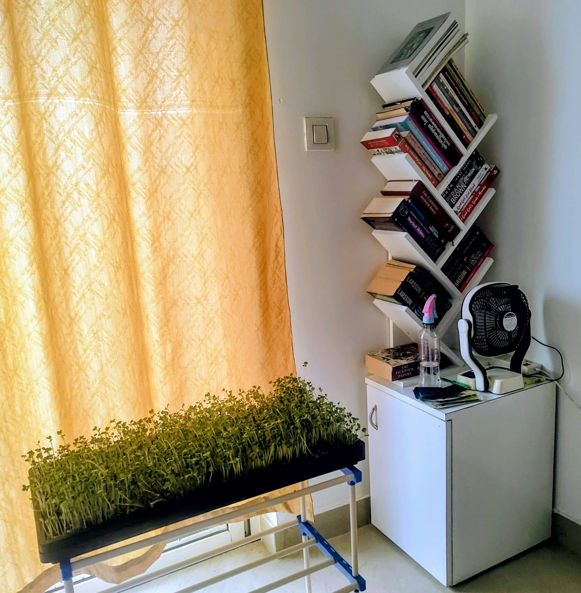Tray of microgreens on a small rack beside a bookshelf and fan in a home