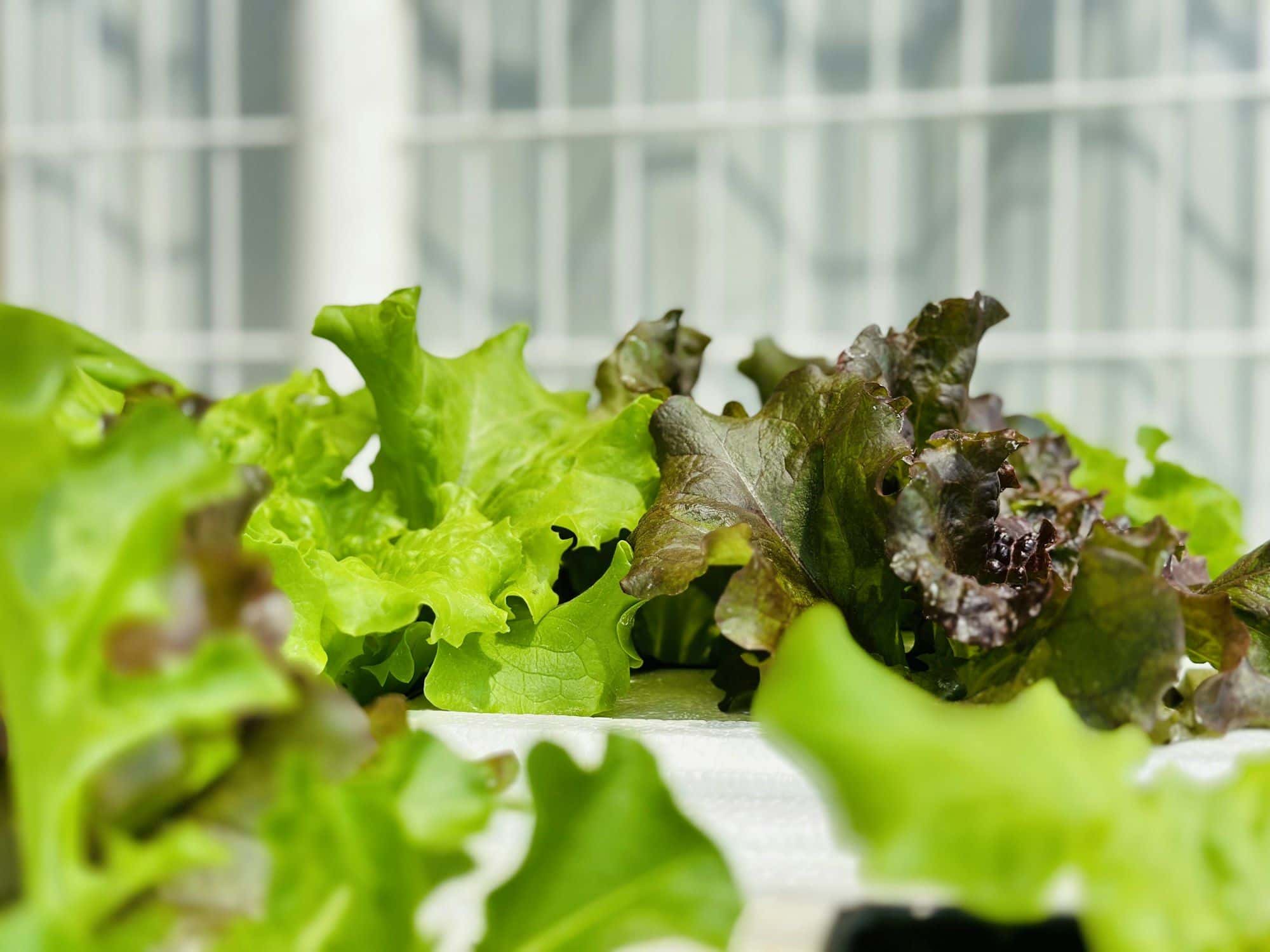 Green and red leaf lettuce growing in a hydroponic system