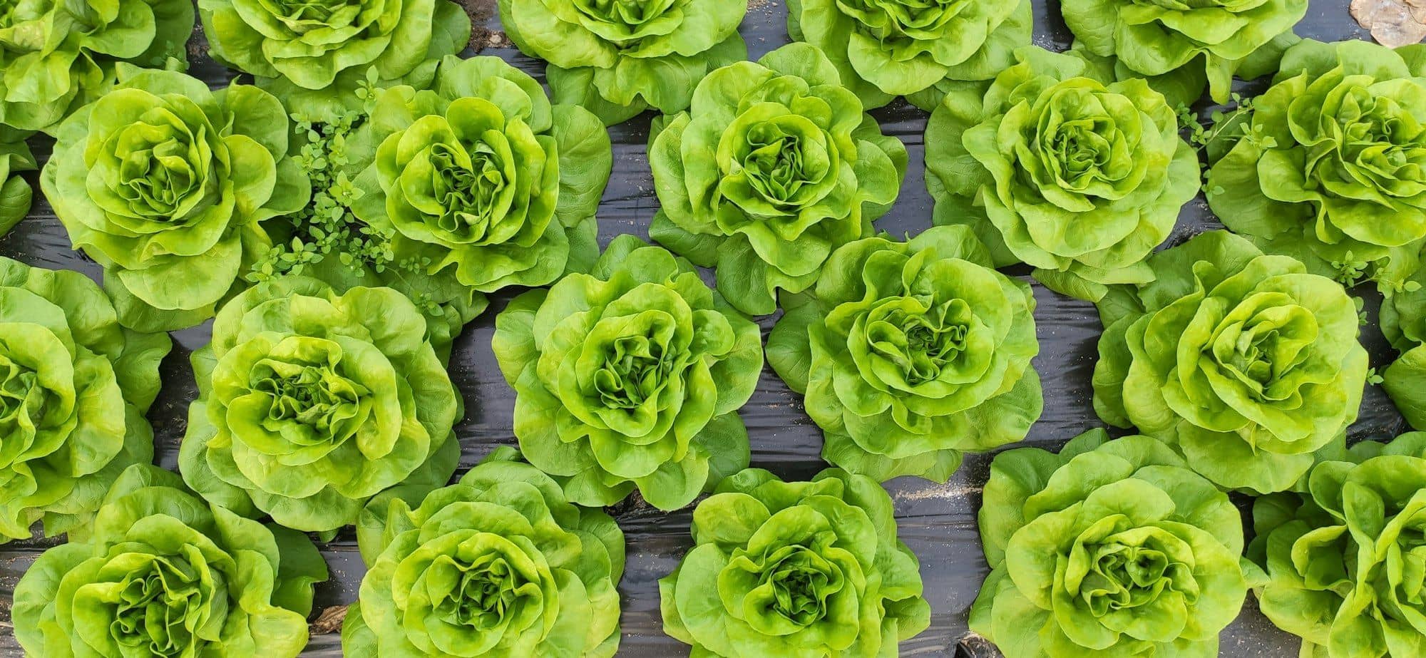 Butterhead lettuce heads seen from above, growing in neat rows