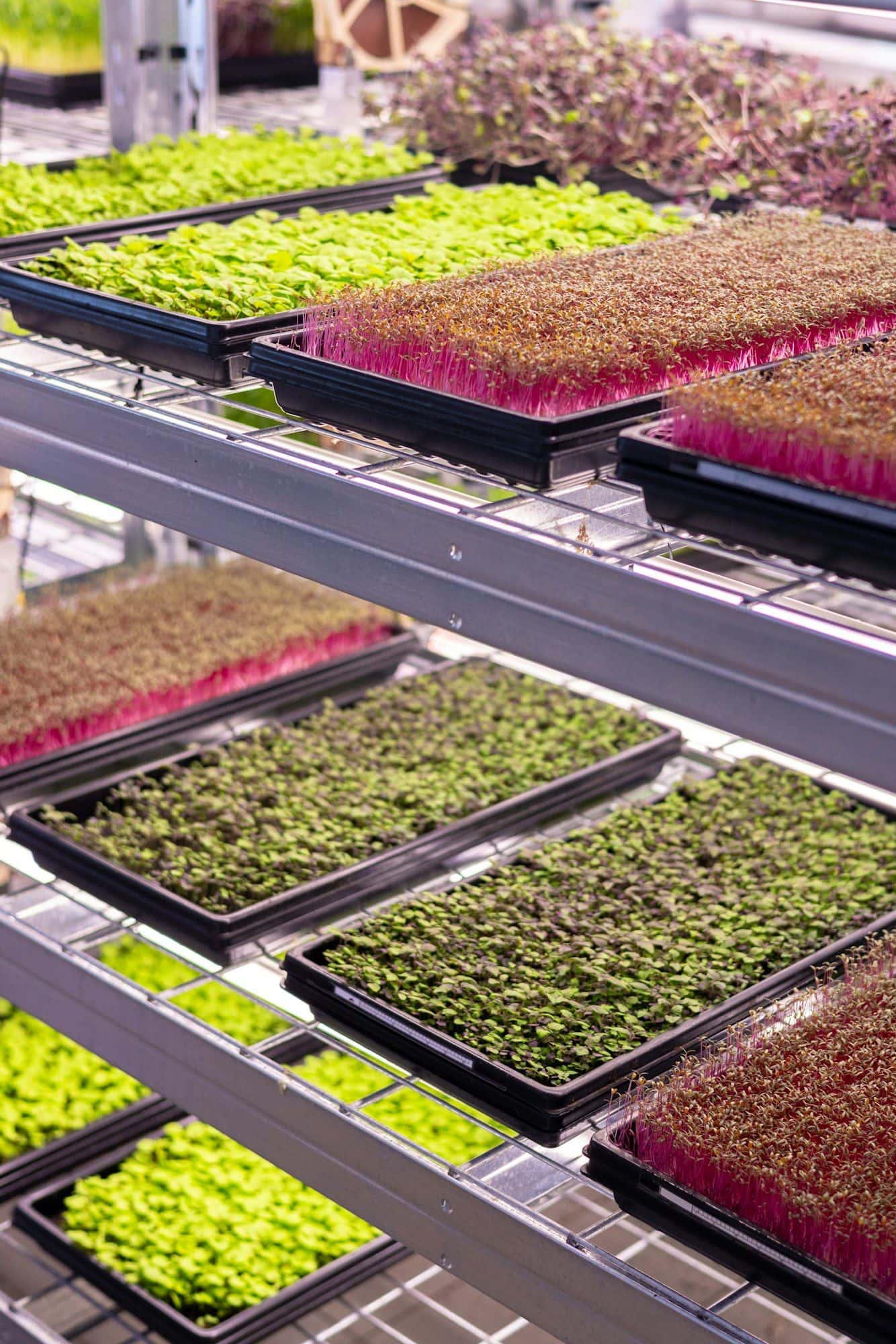 Metal shelving loaded with trays of microgreens in an indoor grow room