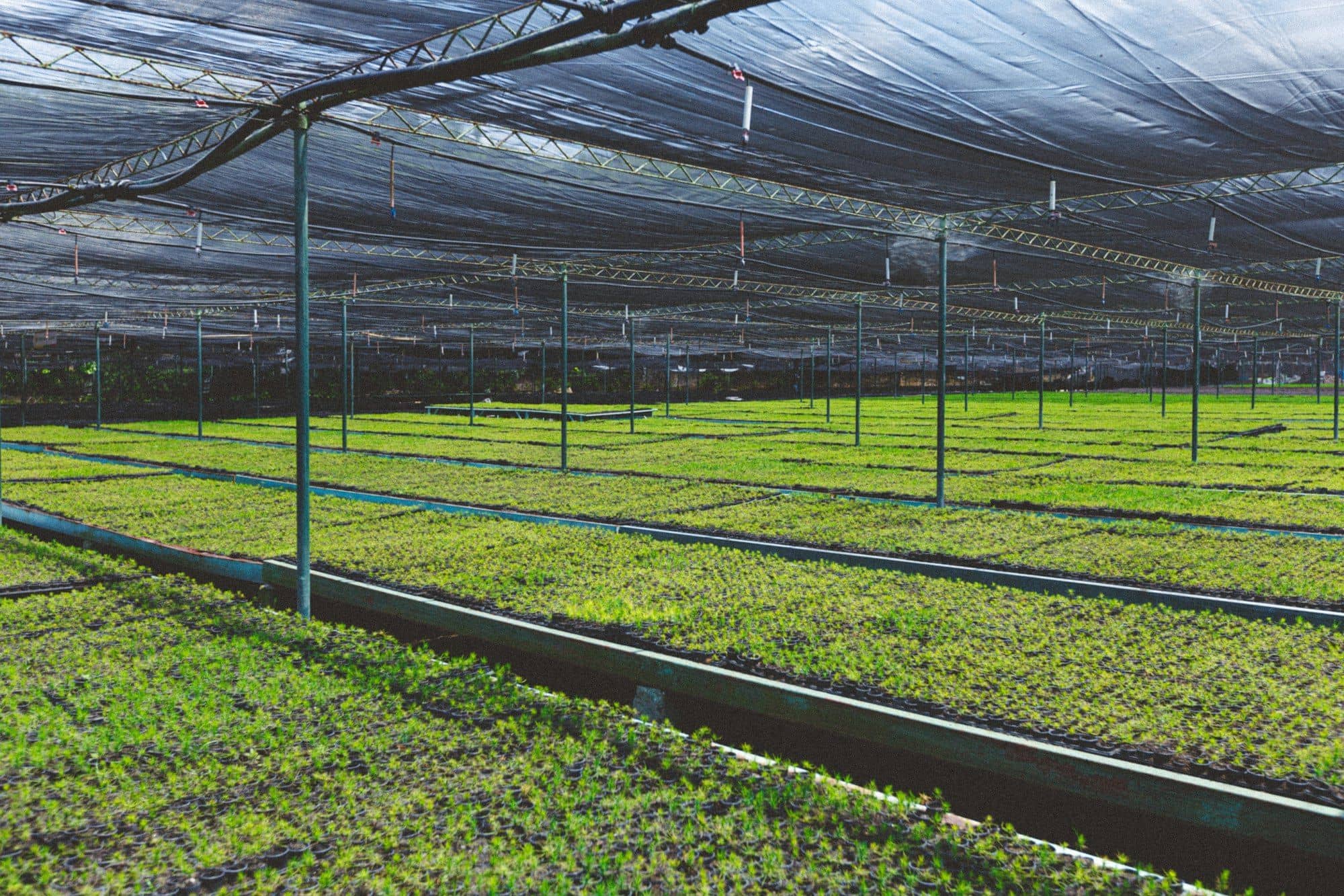 Large shade-net house with long beds of green seedlings
