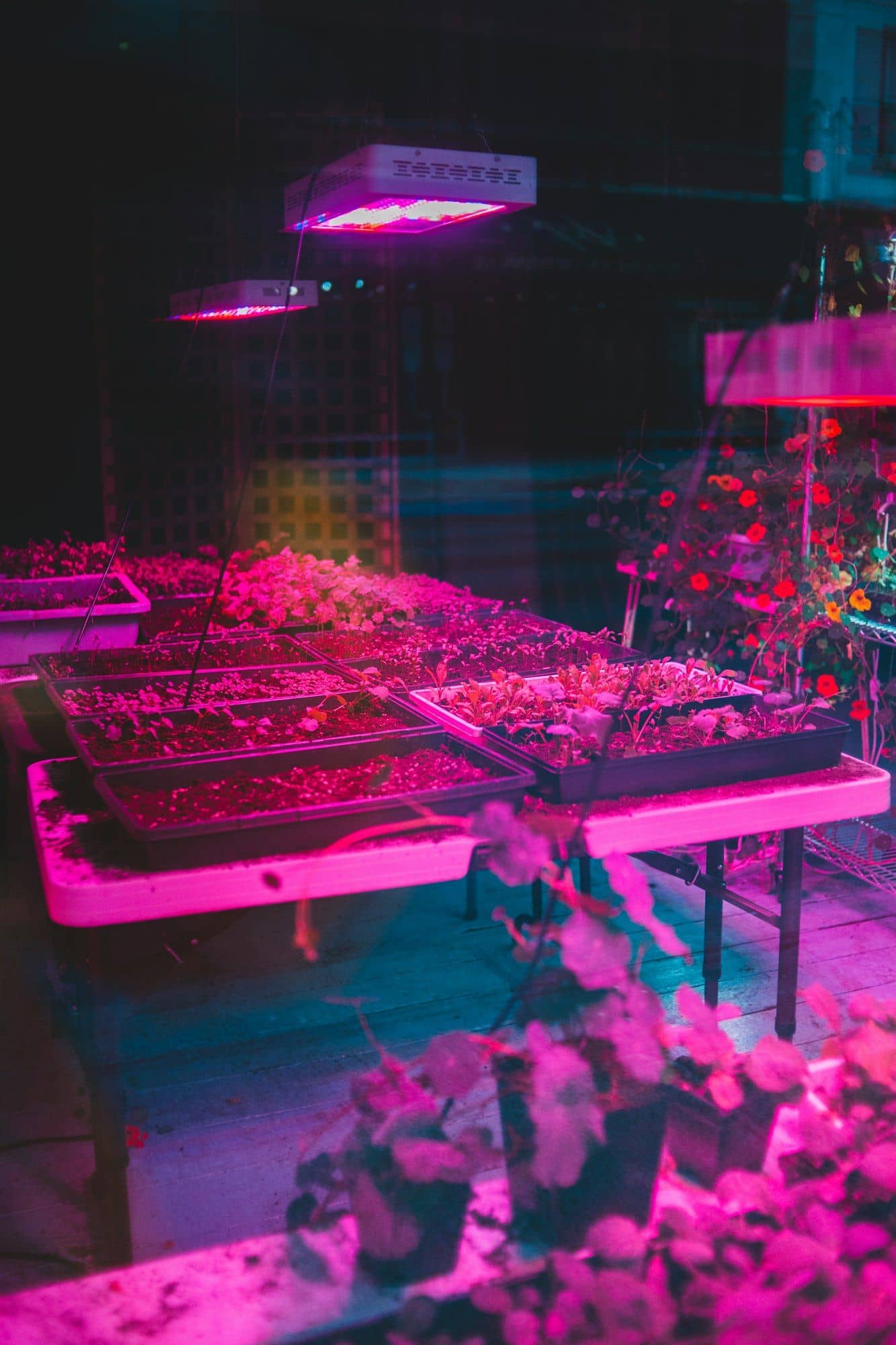 LED grow panel glowing pink over seedling trays on a table