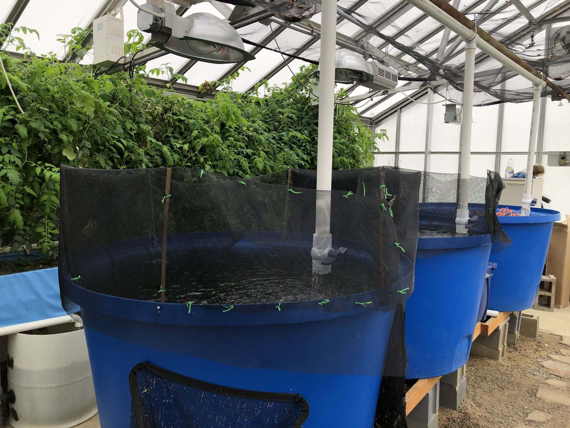 Blue aquaponic fish tanks with netting inside a university greenhouse