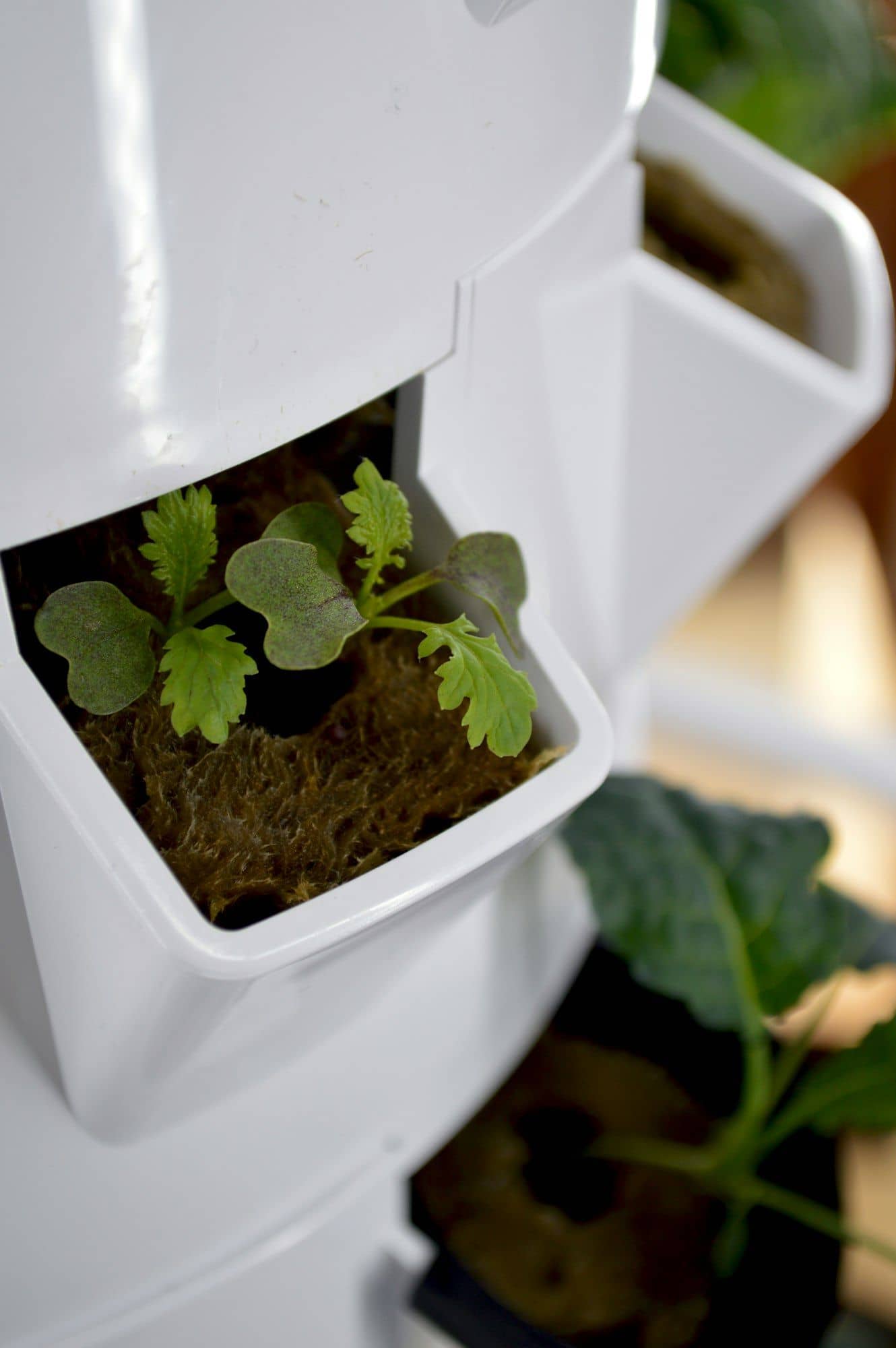 Seedling in a pocket of a white vertical hydroponic tower