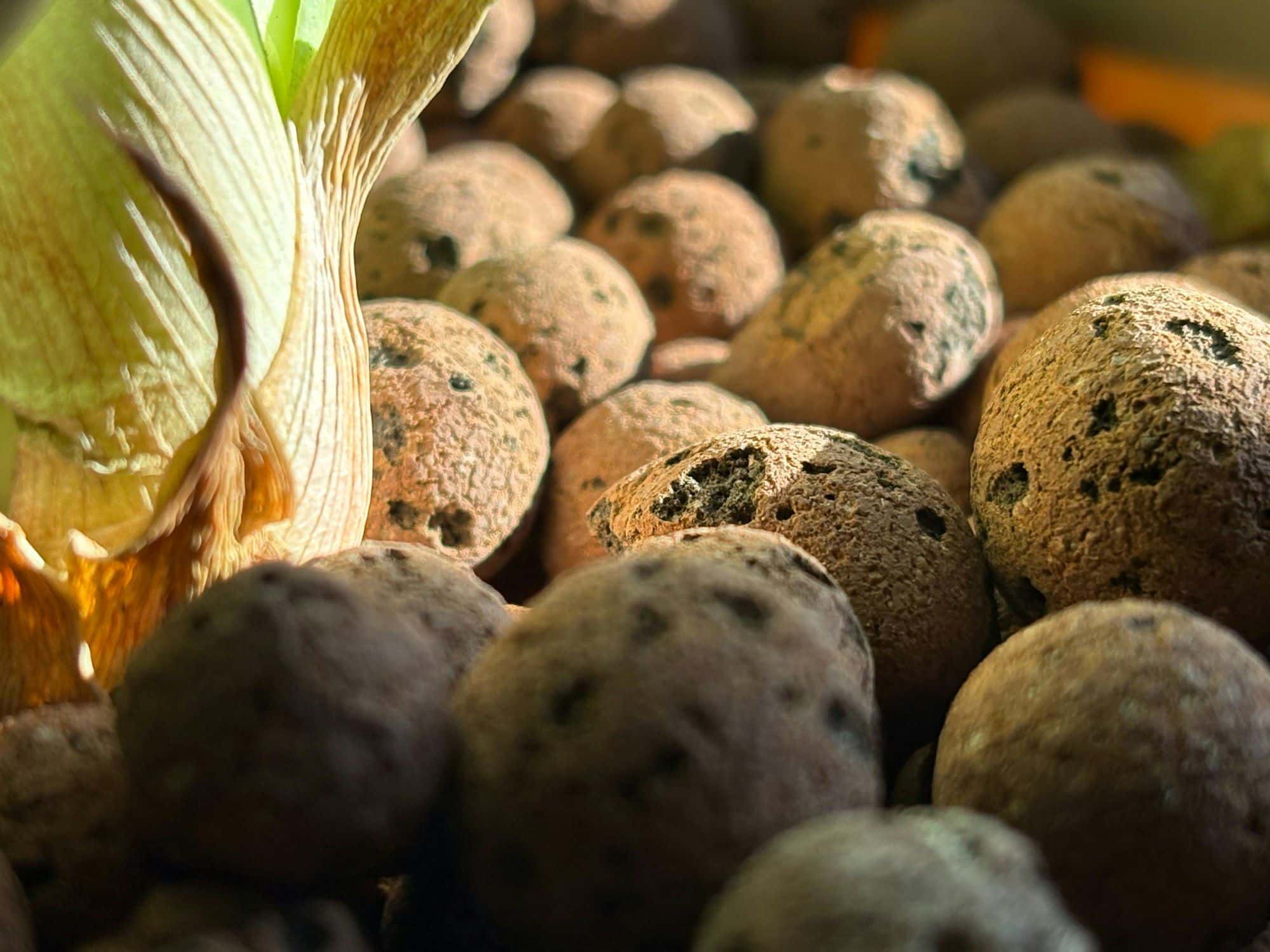 Brown porous clay pebbles next to a plant leaf