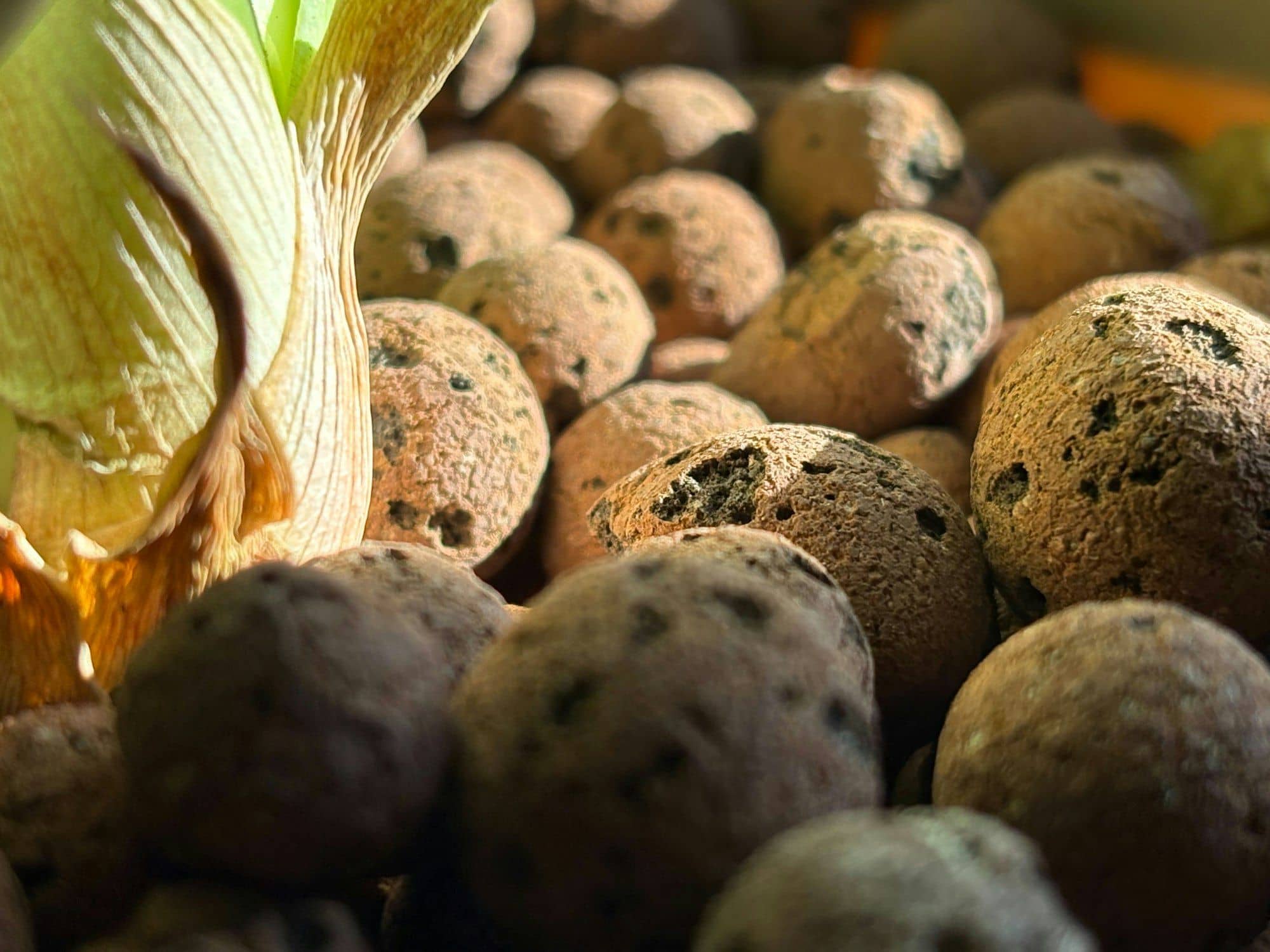Brown porous clay pebbles next to a plant leaf