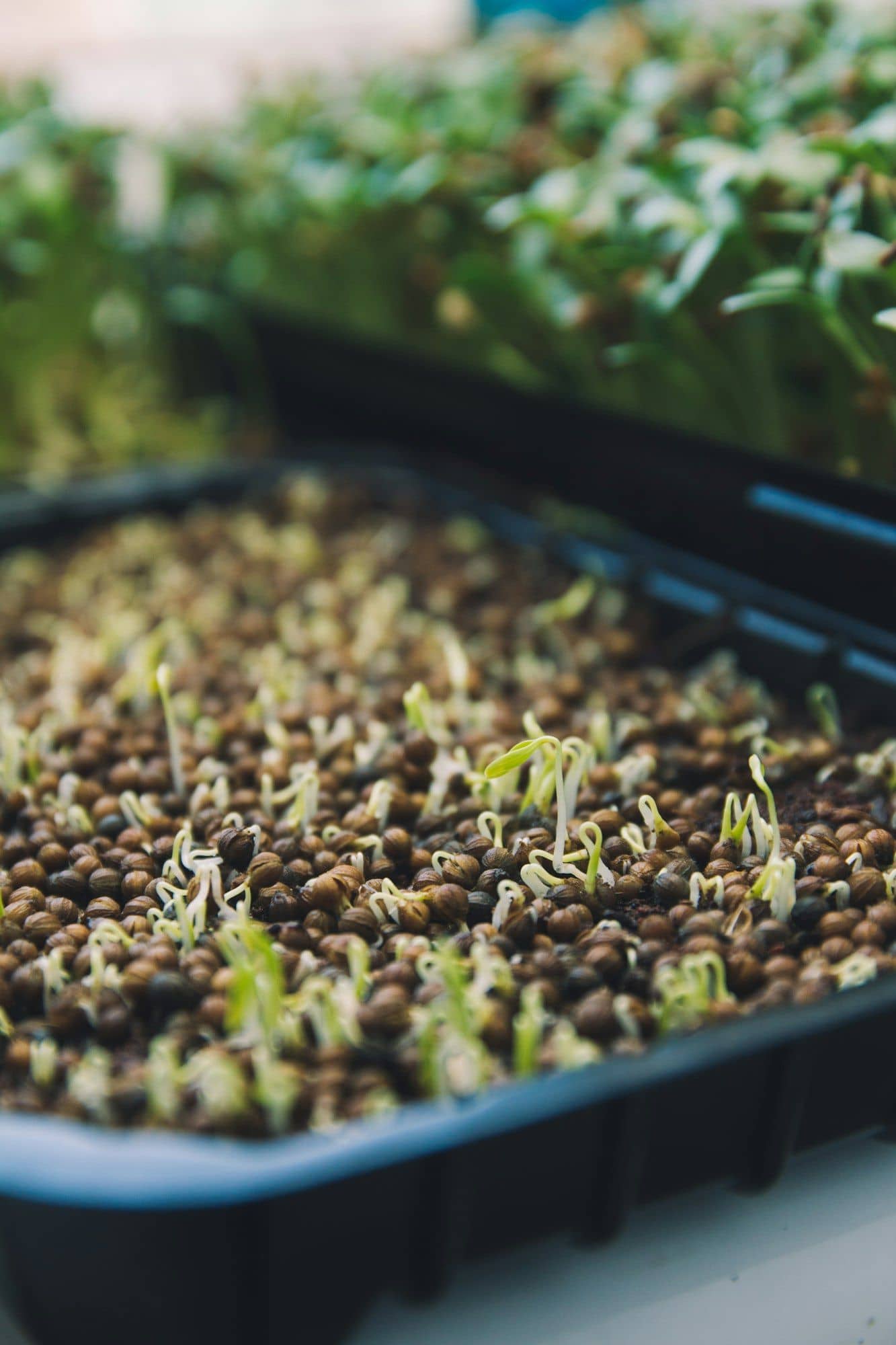Seed tray with seeds just germinating