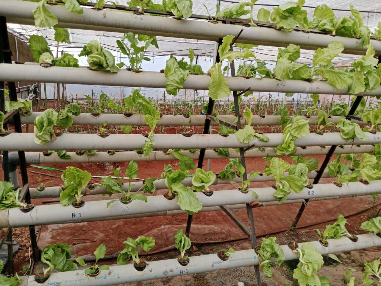 A-frame of PVC hydroponic pipes growing lettuce over red soil