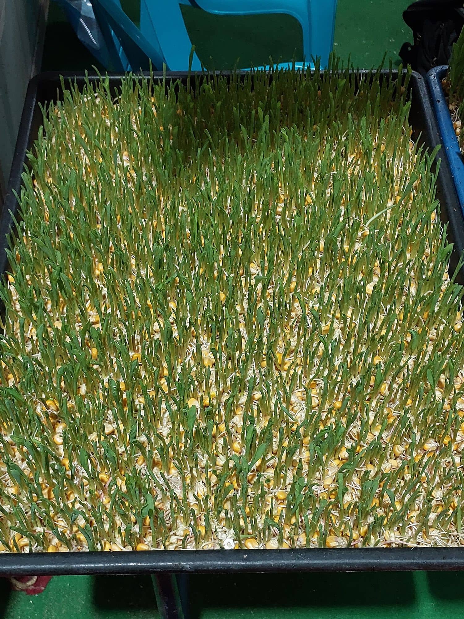 Tray of hydroponic maize fodder sprouts from Kerala