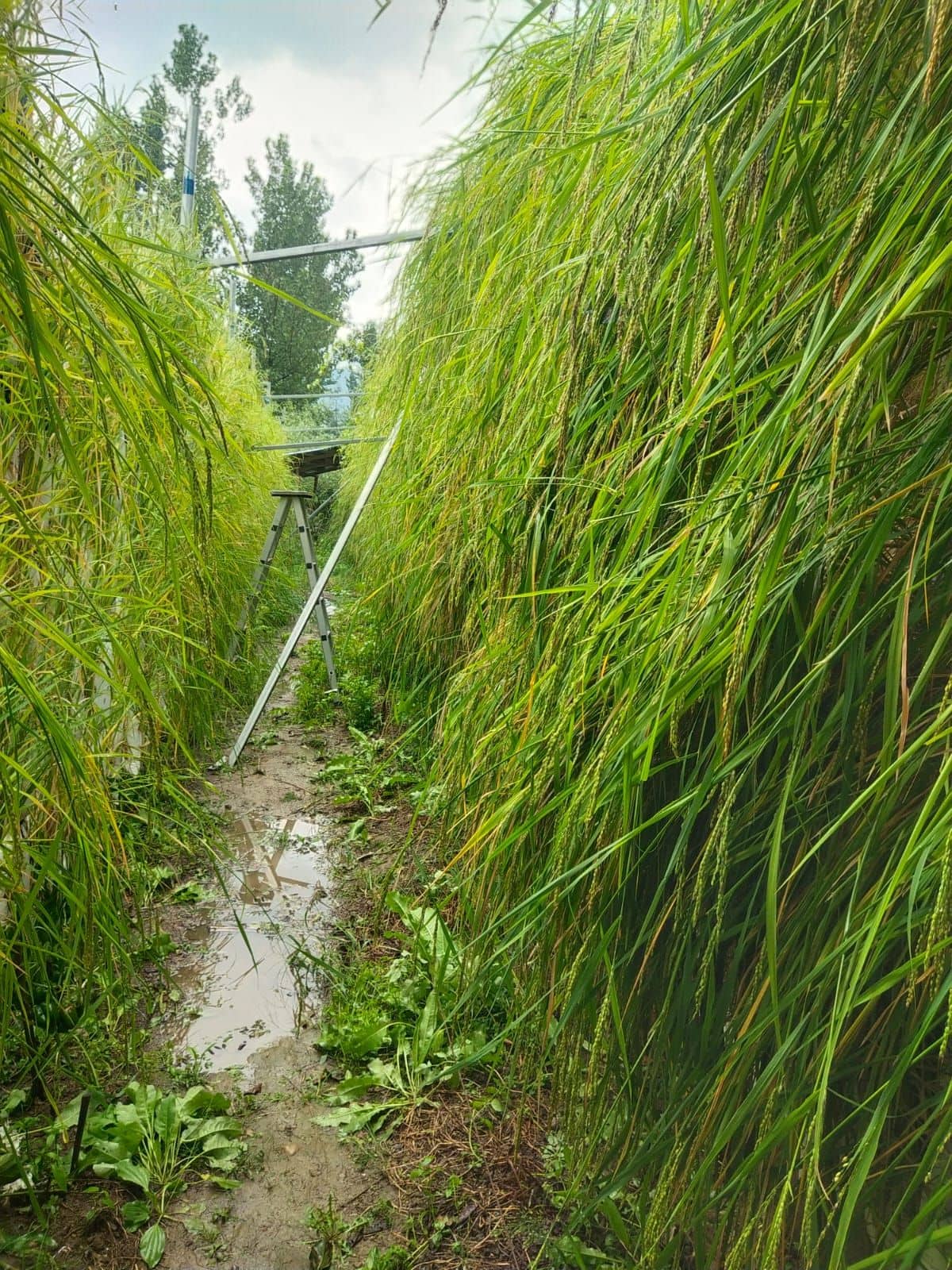 Mushqbudji rice growing in tall vertical frames in Kashmir