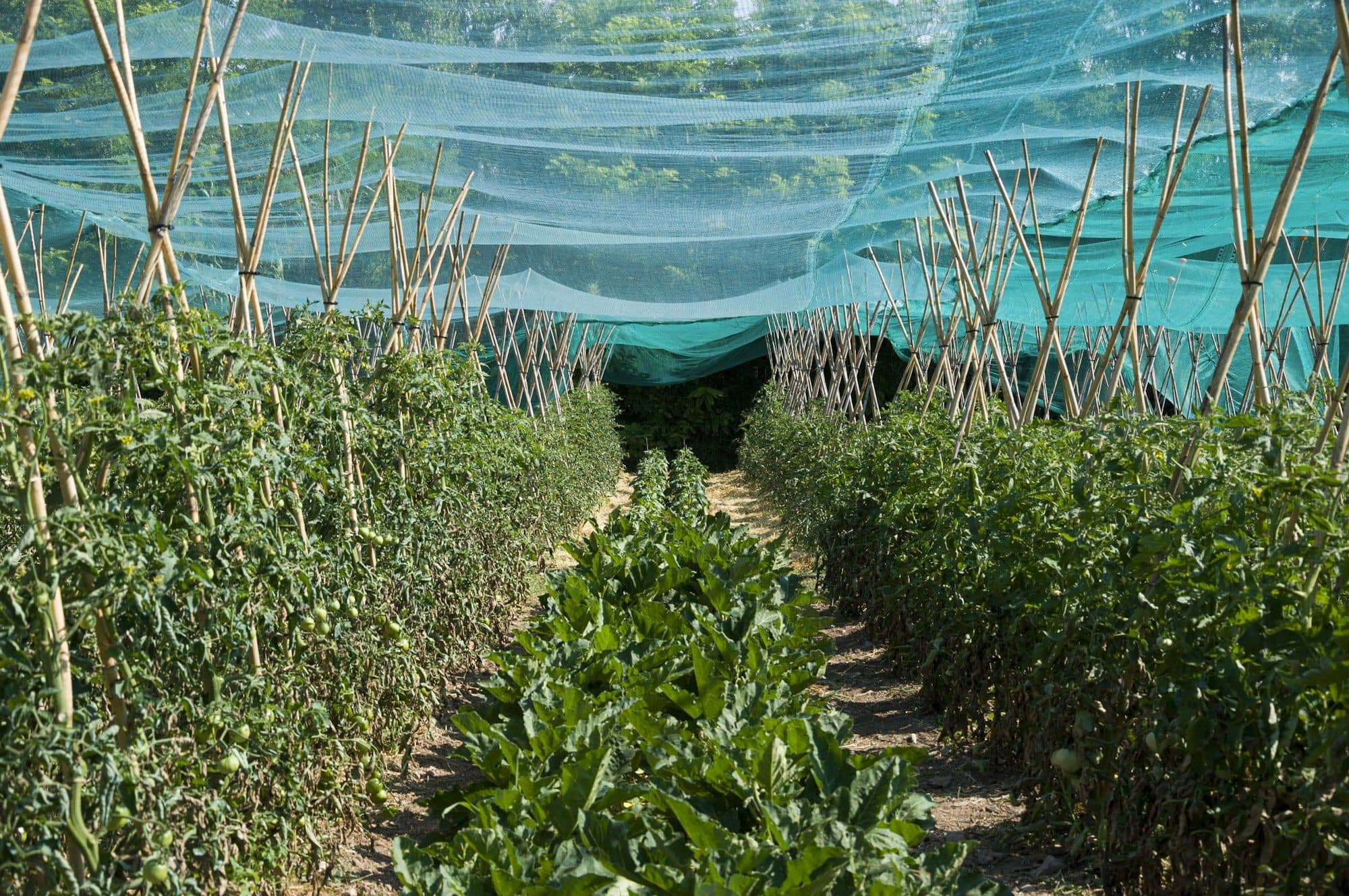 Vegetable rows under an insect net held up by bamboo poles
