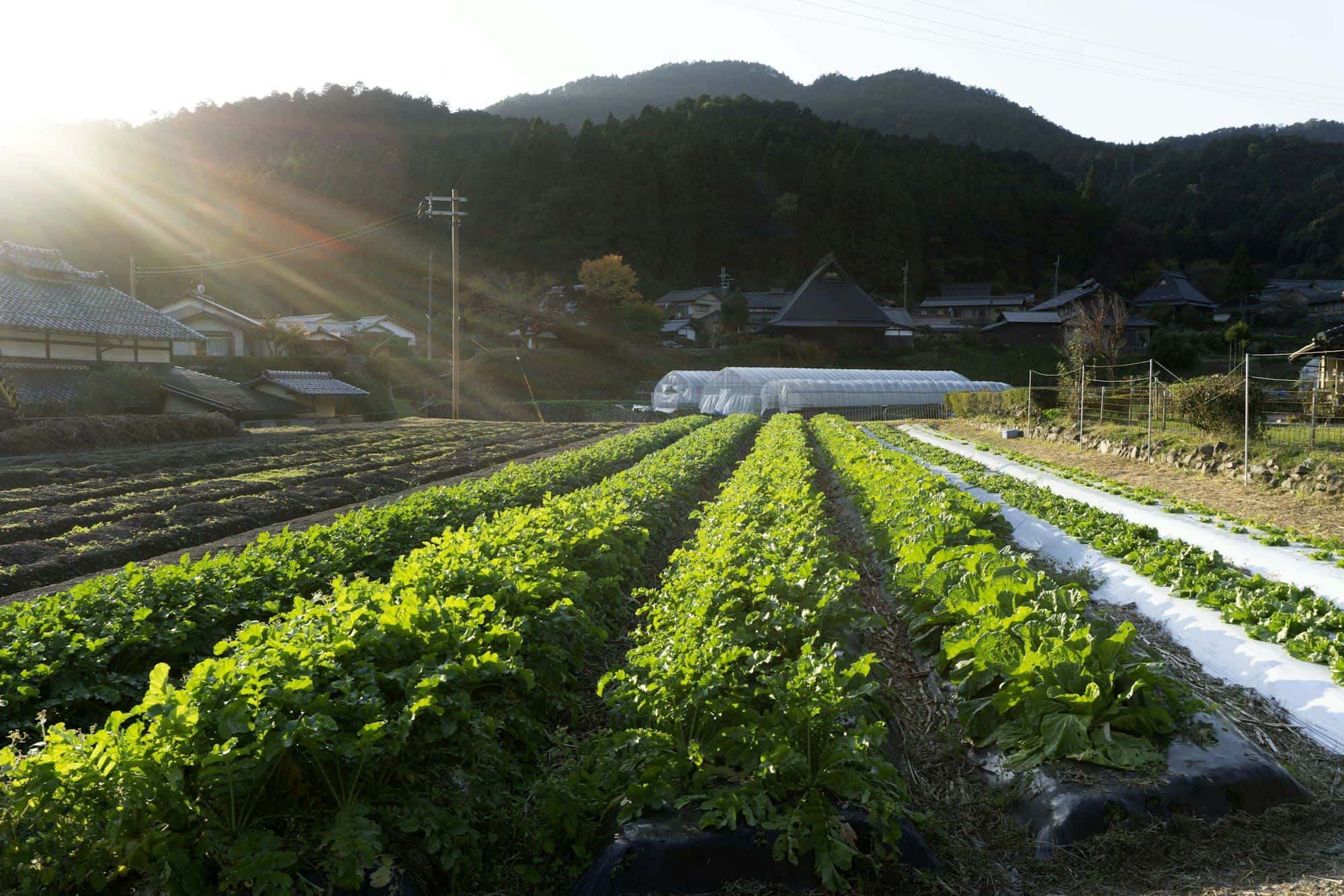 Open field vegetable rows in the countryside with hills behind