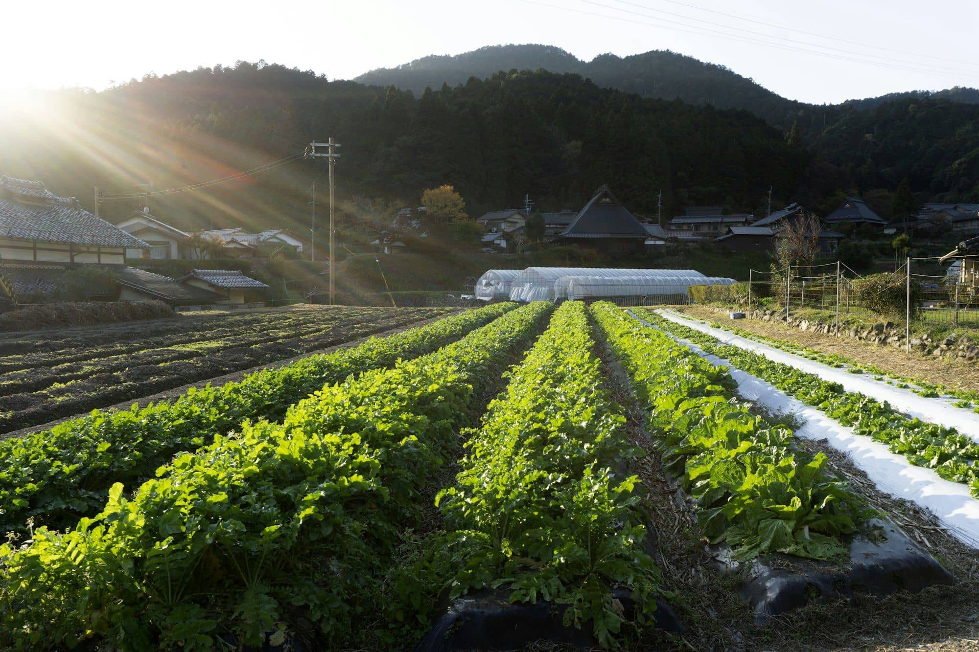 Open field vegetable rows in the countryside with hills behind