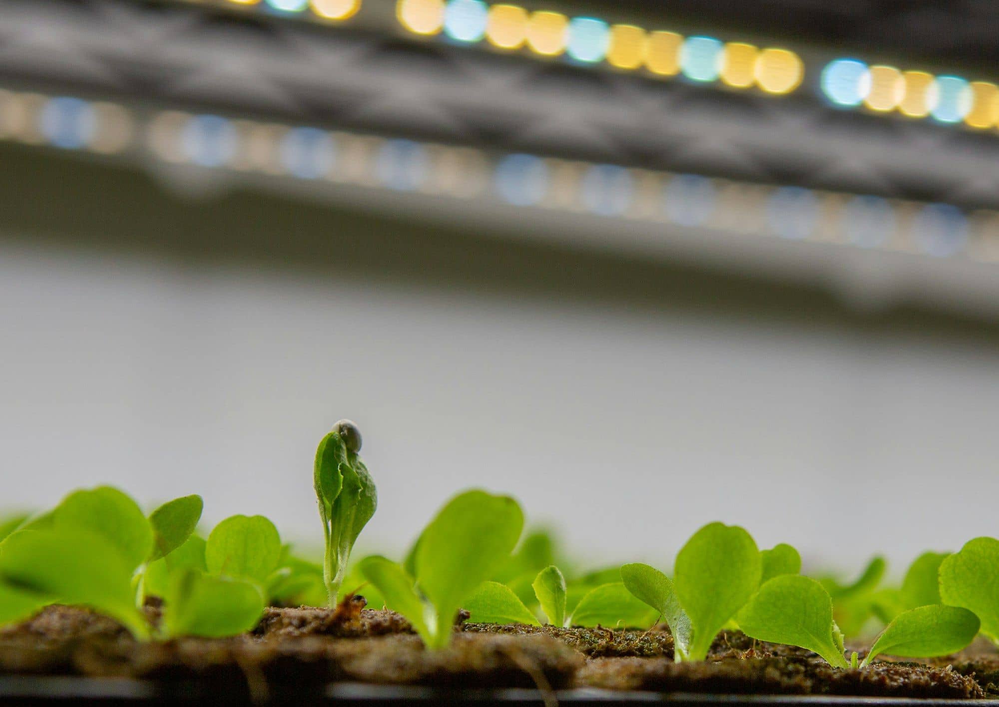 Lettuce seedlings in growing medium beneath a strip of LED grow lights