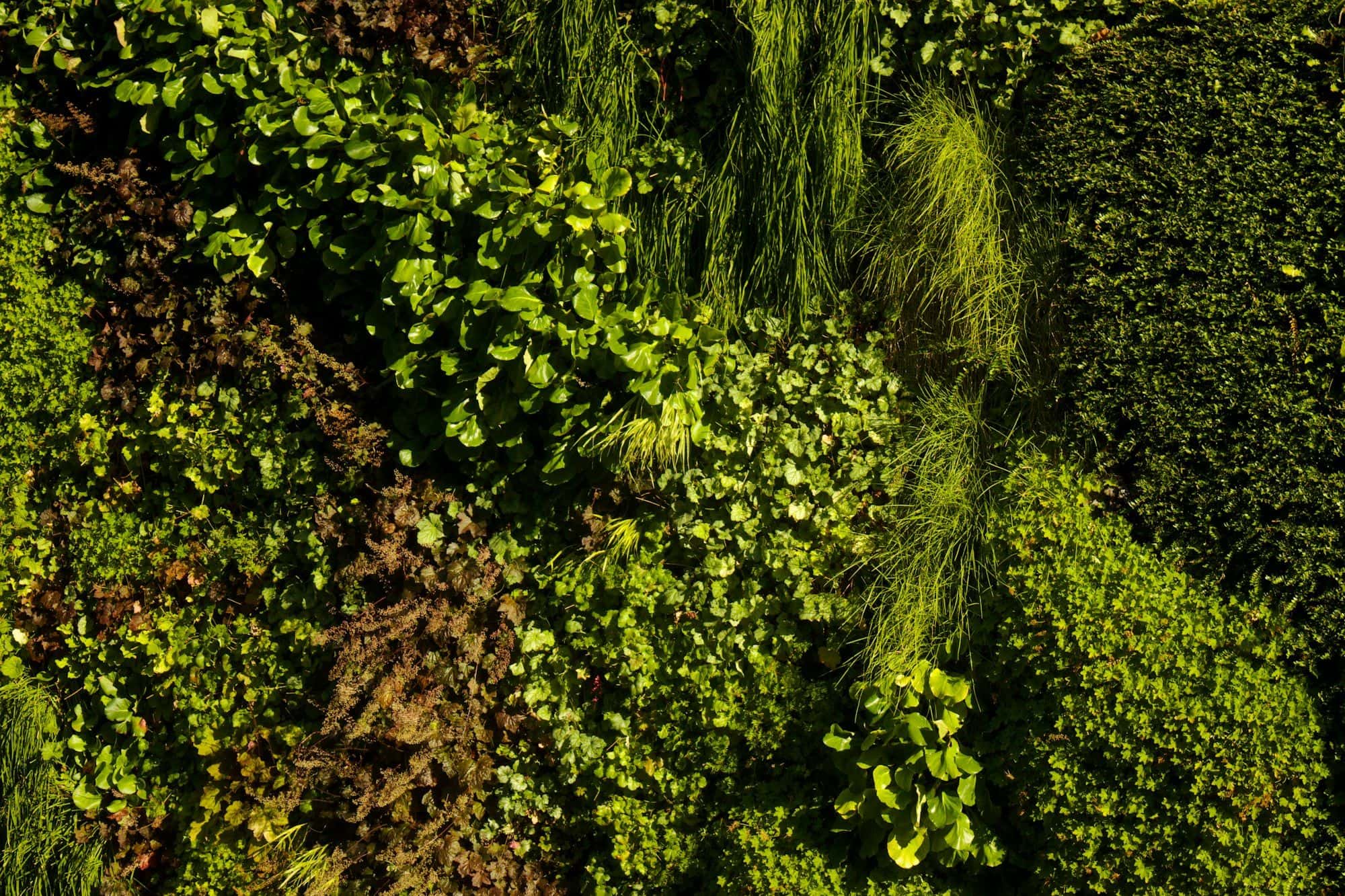 Dense decorative living wall covered with ferns and foliage plants